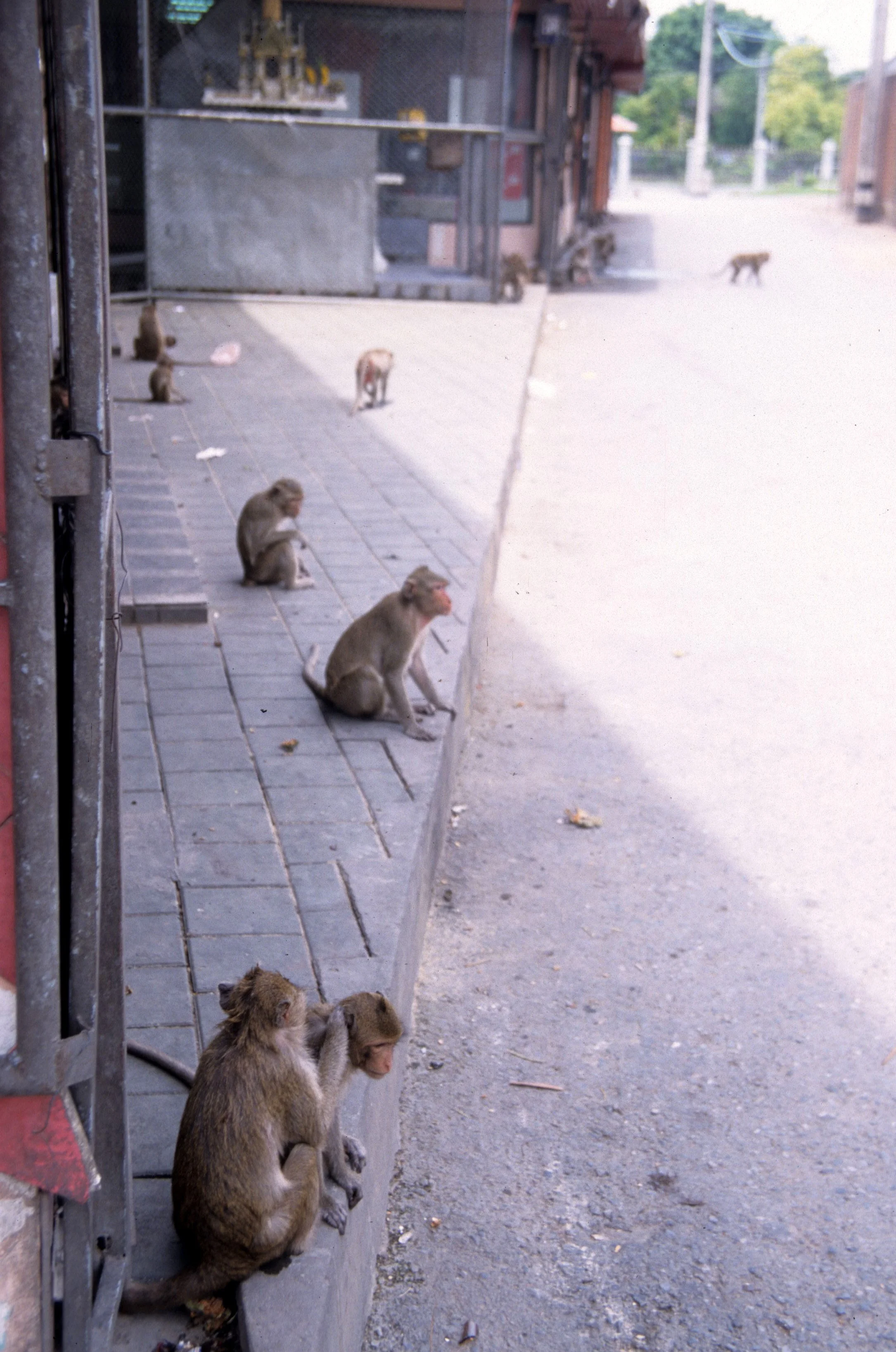 LOPBURI - MACAQUES IN STREET.jpg