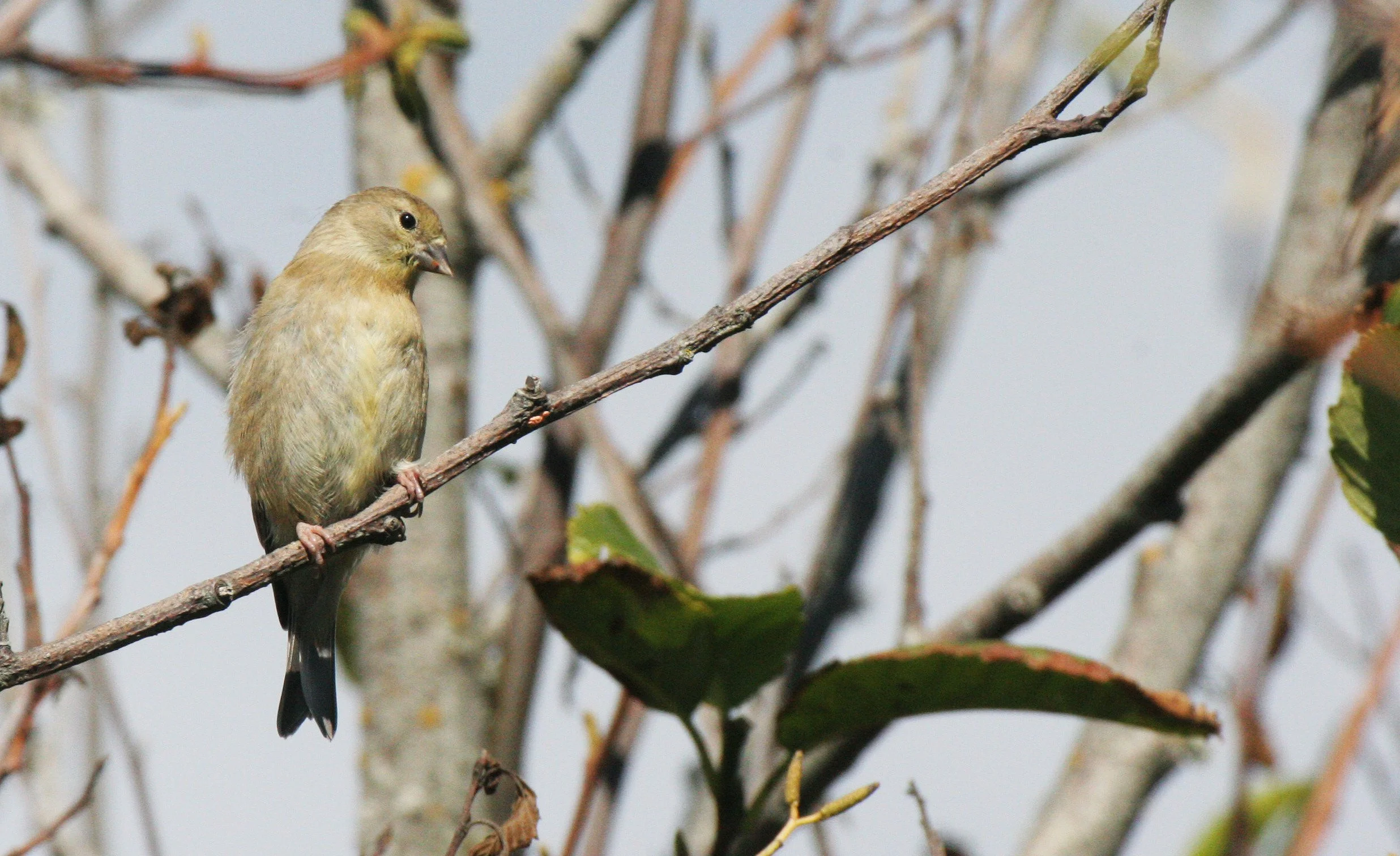 Pine siskin (Spinus pinus) Elwha Valley, Whiskey Bend Trail (2).JPG