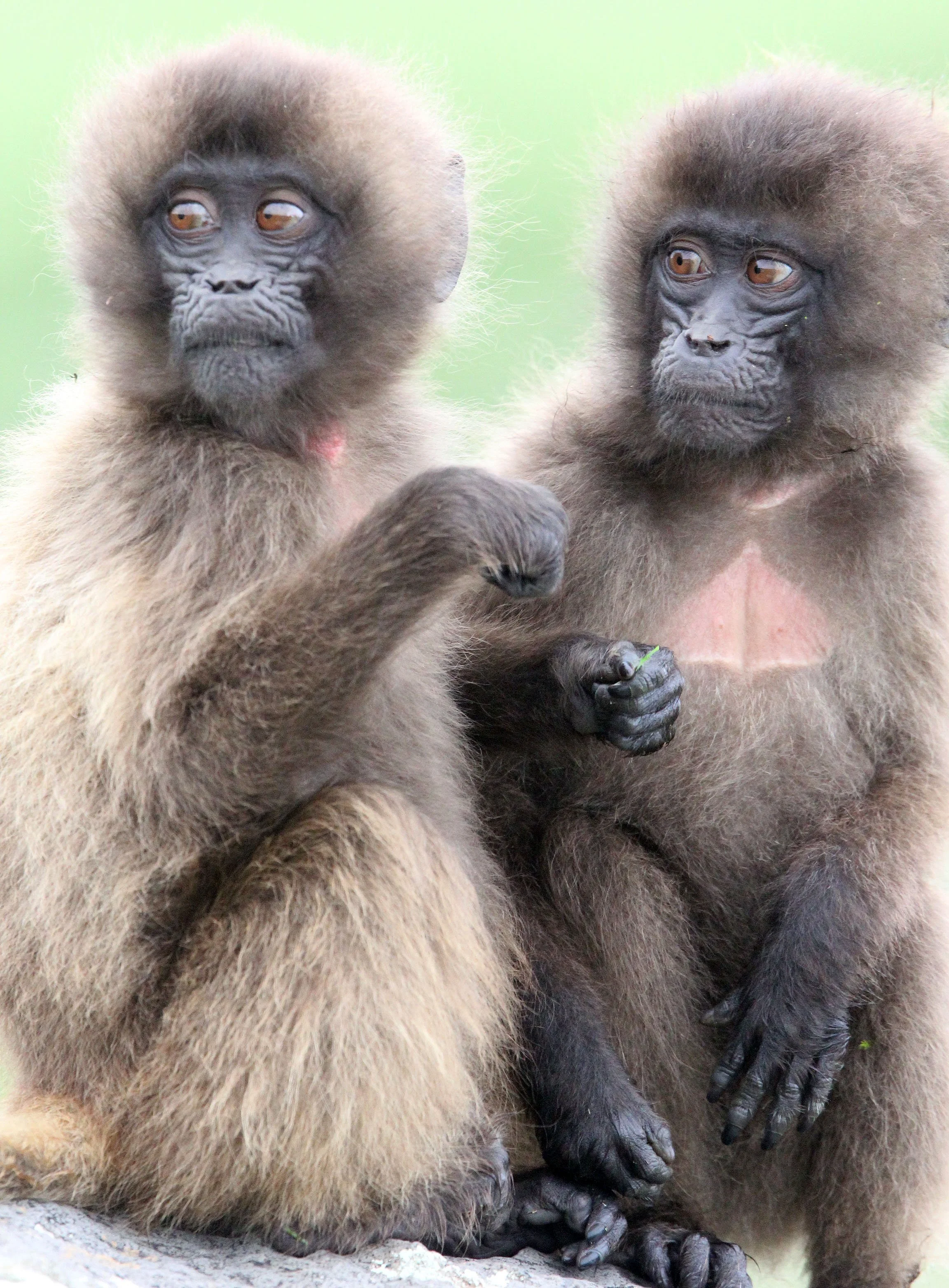 CERCOPITHECIDAE - Theropithecus gelada - GELADA - SIMIEN MOUNTAINS NATIONAL PARK ETHIOPIA (1775).JPG
