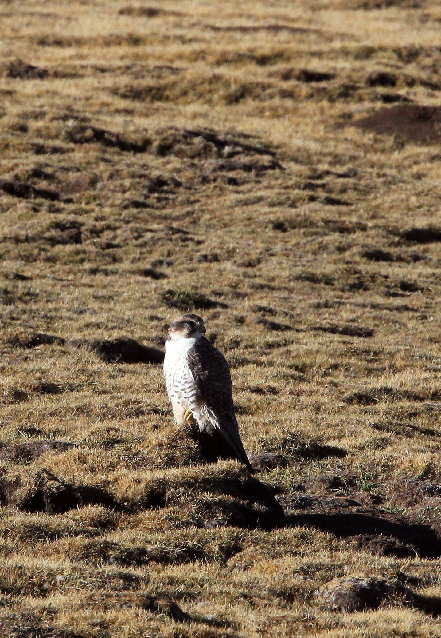 Falco cherrug - SAKER FALCON - KEKEXILI NATIONAL RESERVE - QINGHAI PROVINCE - EASTERN SECTOR (55).JPG