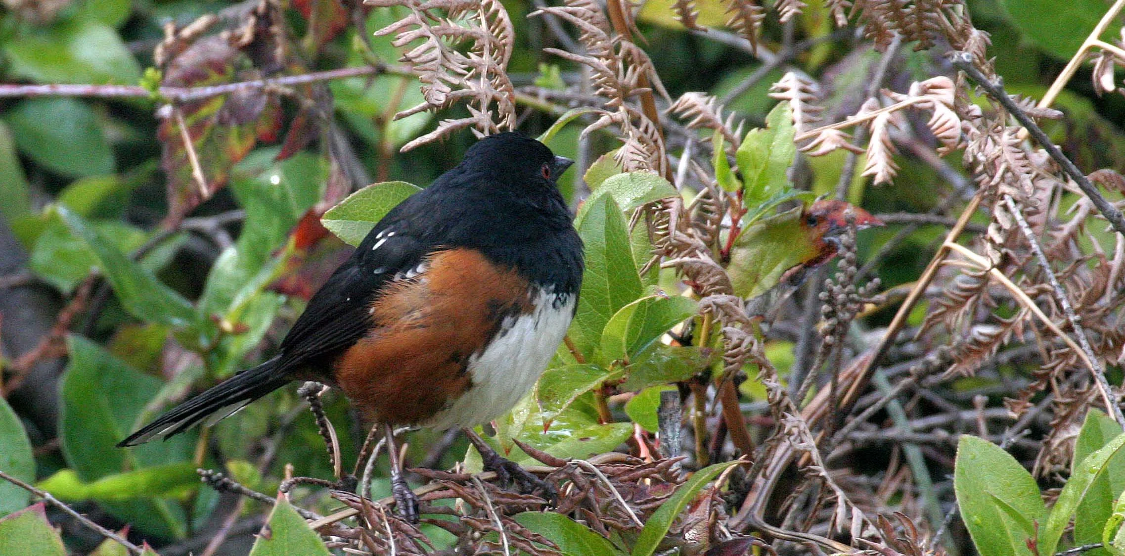 Spotted Towhee (Pipilo maculatus) Port Angeles Washington (8).jpg
