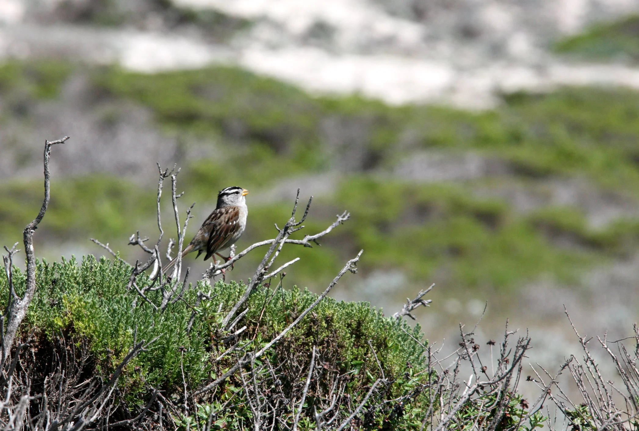 White-crowned Sparrow (Zonotrichia leucophrys) Monterey California (1).JPG