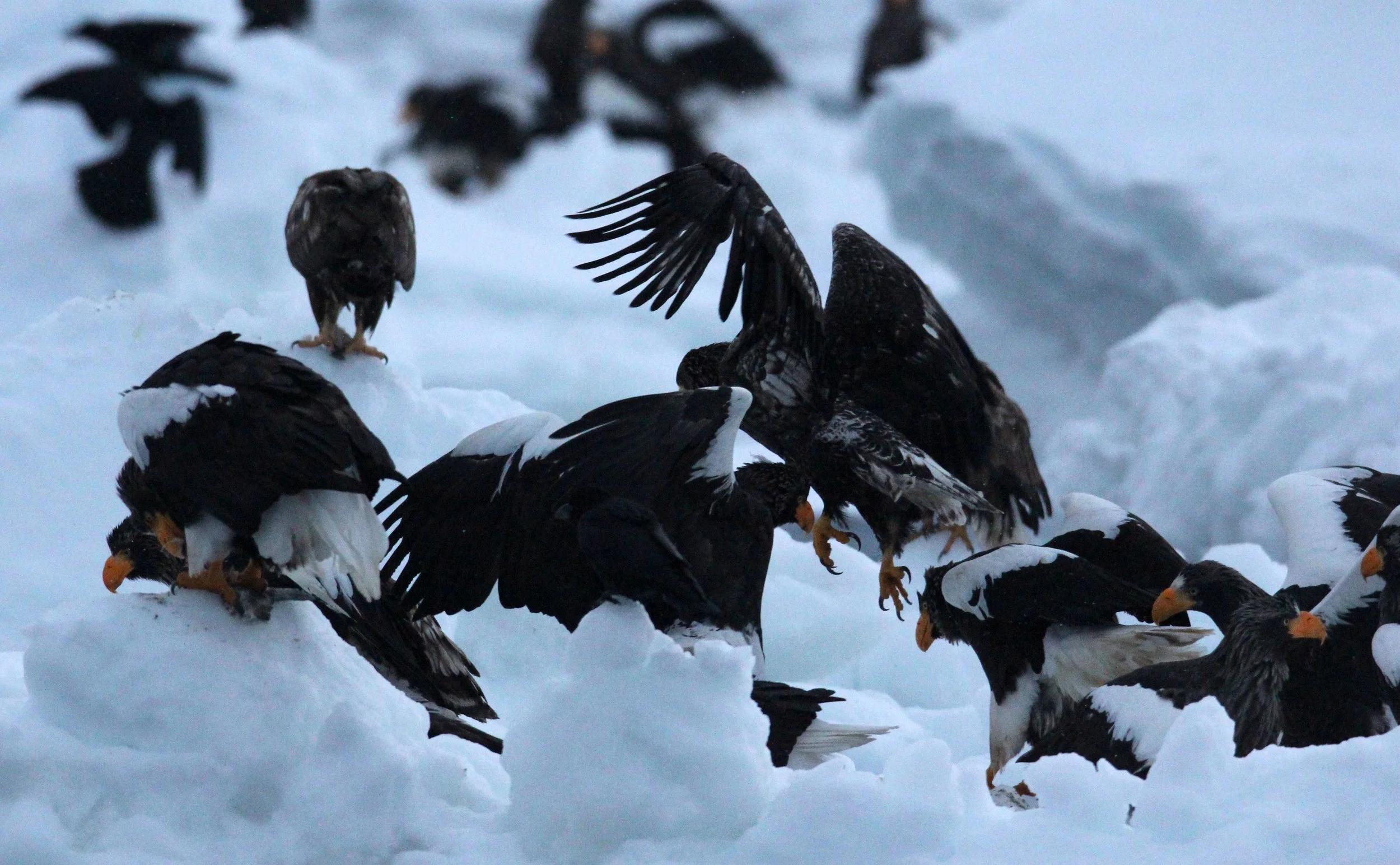 BIRD - EAGLE - STELLER'S SEA EAGLE - RAUSU, SHIRETOKO PENINSULA, HOKKAIDO JAPAN (88).JPG