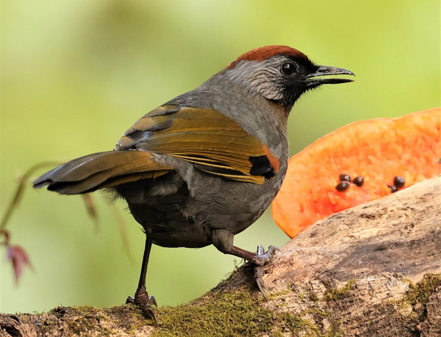 LAUGHINGTHRUSH - SILVER-EARED LAUGHINGTHRUSH - Trochalopteron melanostigma -DOI LANG EAST DOI PHA HOM POK NP, DECEMBER 2021 (9).jpg