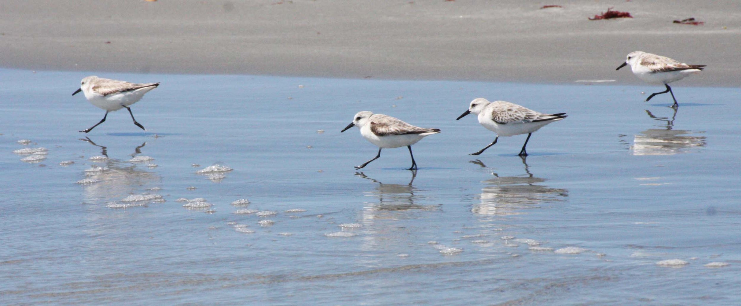 BIRD - SANDERLING - SAN IGNACIO LAGOON BAJA MEXICO (13).JPG