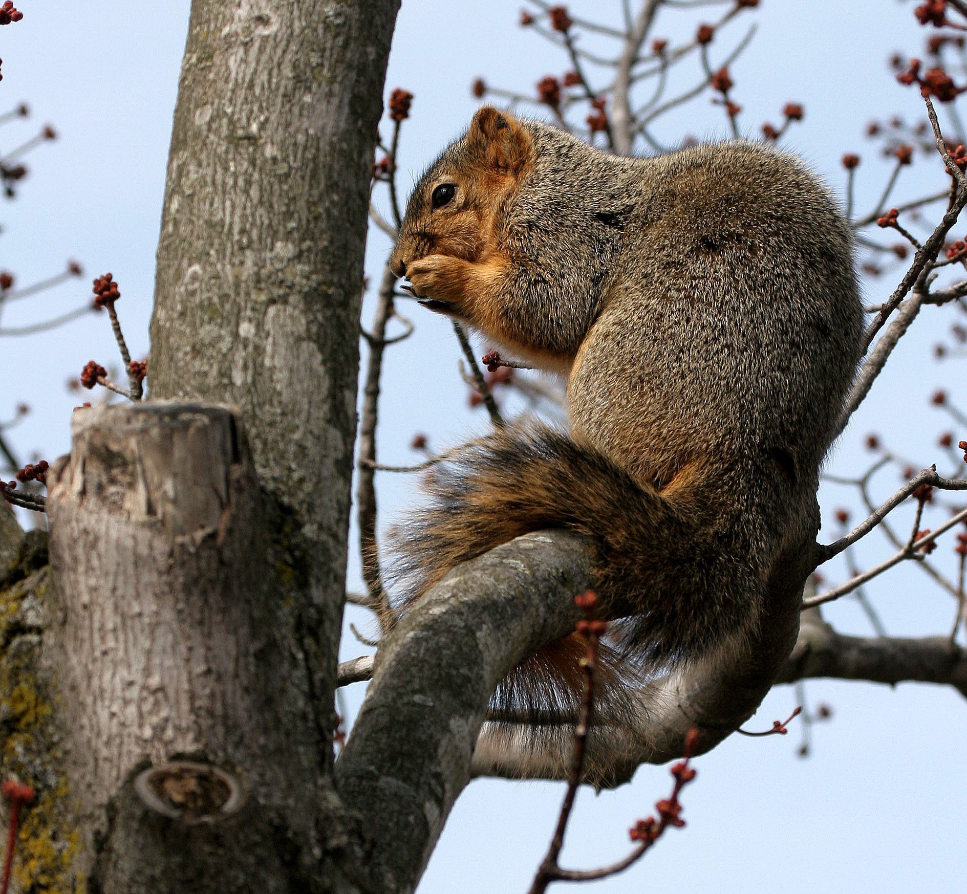 Sciurus niger - FOX SQUIRREL - MORTON ARBORETUM ILLINOIS (28).JPG