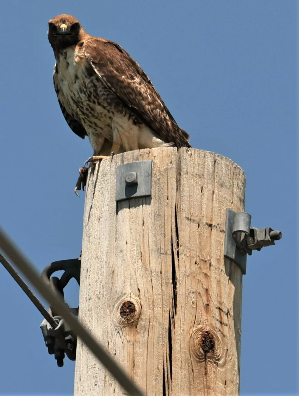 Buteo jamaicensis - RED-TAILED HAWK - SOUTH CENTRAL IDAHO MIDDLE OF NOWHERE (2).jpg