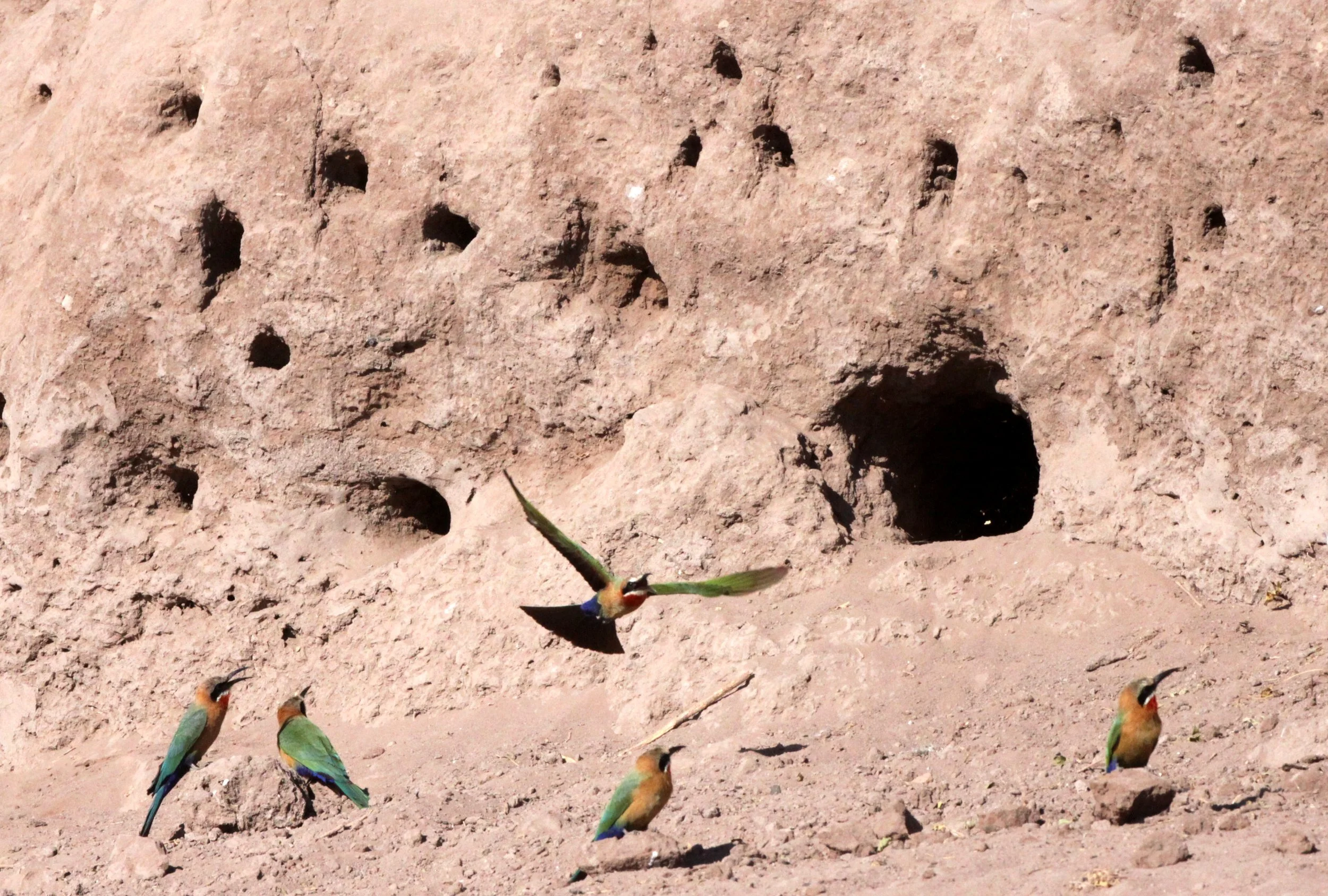 BIRD - BEE-EATER - WHITE-FRONTED BEE-EATER - MEROPS BULLOCKOIDES - CHOBE NATIONAL PARK BOTSWANA (10).JPG