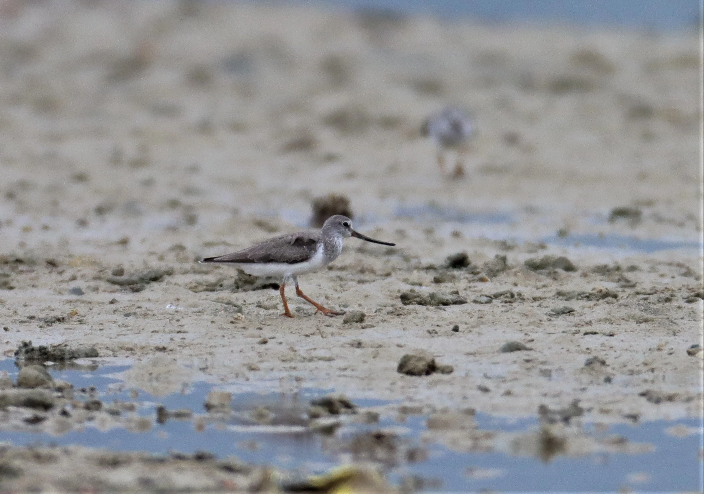 SANDPIPER - TEREK SANDPIPER - Xenus cinereus - LAEM PAKARAM PHANG NGA (12).jpg