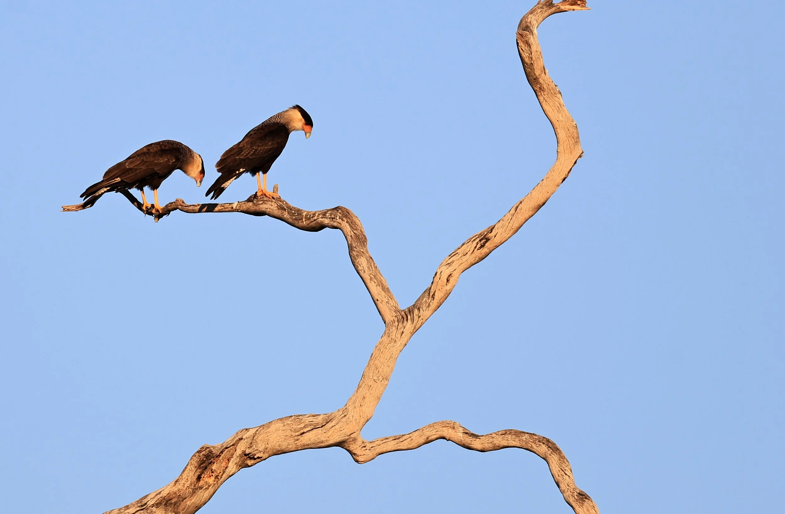Crested Caracara (Caracara plancus) Agua Dulce Paraguay  (2).jpg
