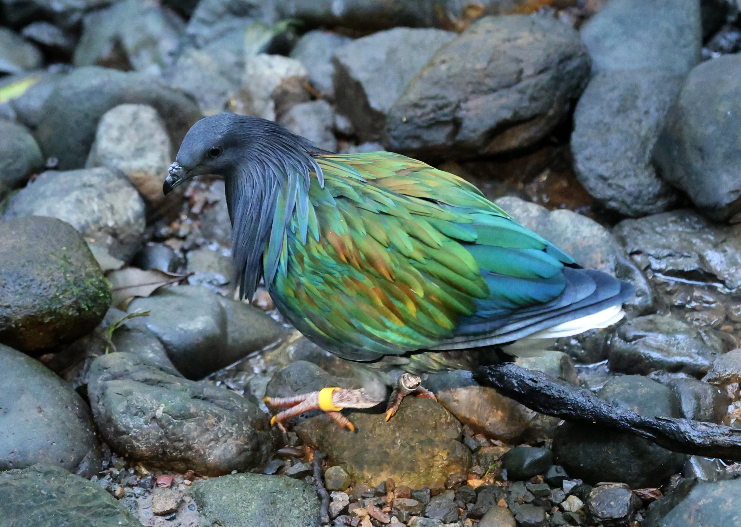 Nicobar Pigeon (Caloenas nicobarica) Lone Pine Wildlife Sanctuary Brisbane - Queensland (2).jpg
