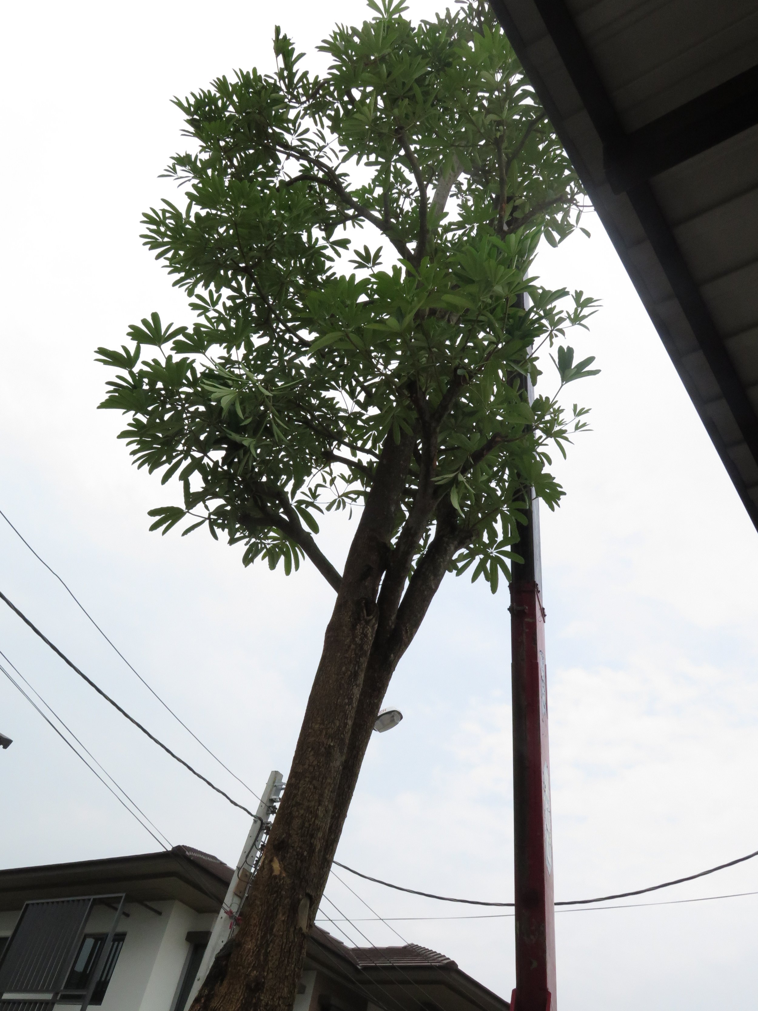 2013 Nonthaburi Setthasiri House and Nonthaburi Neighborhood (33).JPG