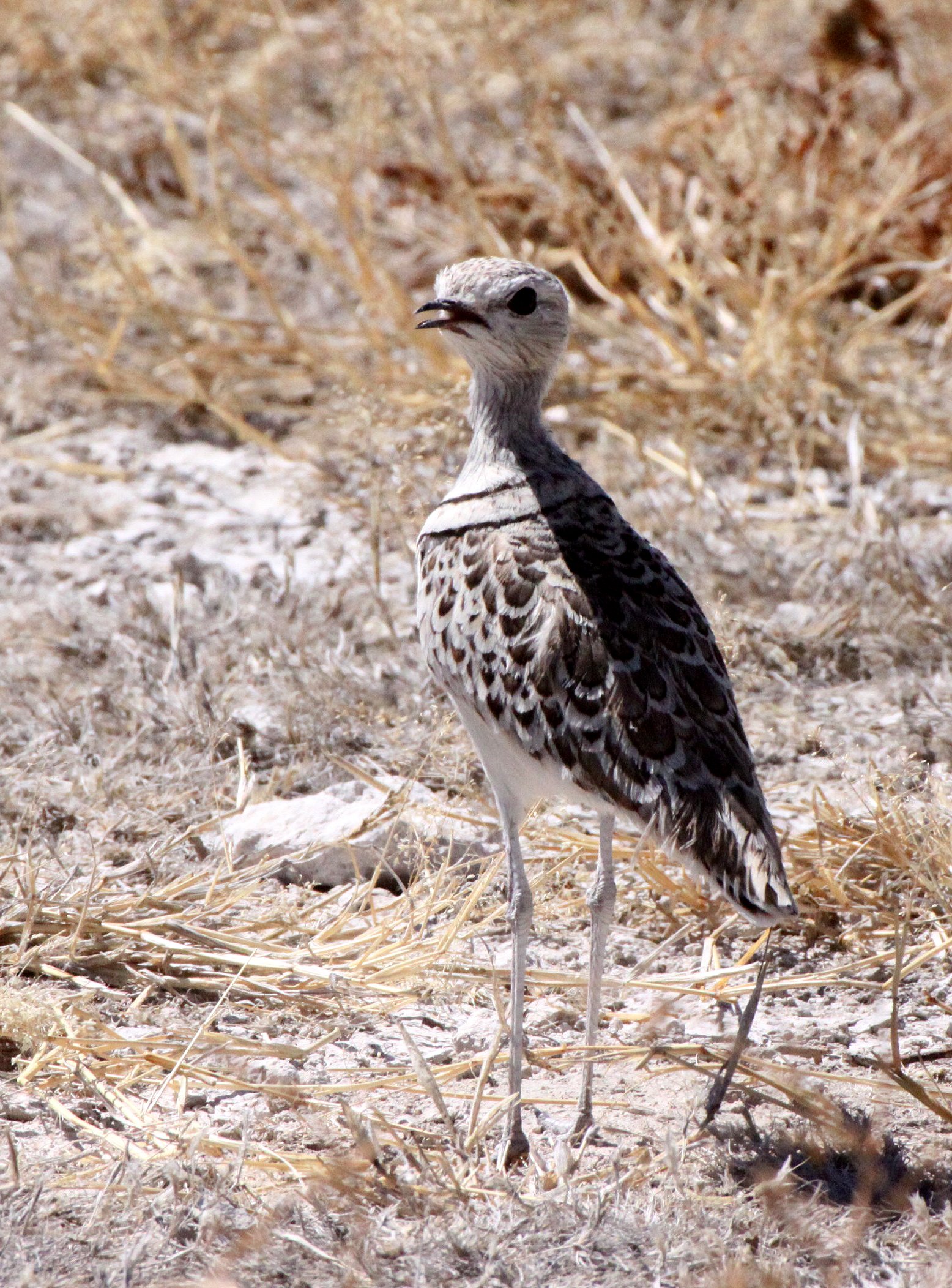 COURSER - DOUBLE-BANDED COURSER - Rhinoptilus africanus - ETOSHA NATIONAL PARK NAMIBIA (16).JPG
