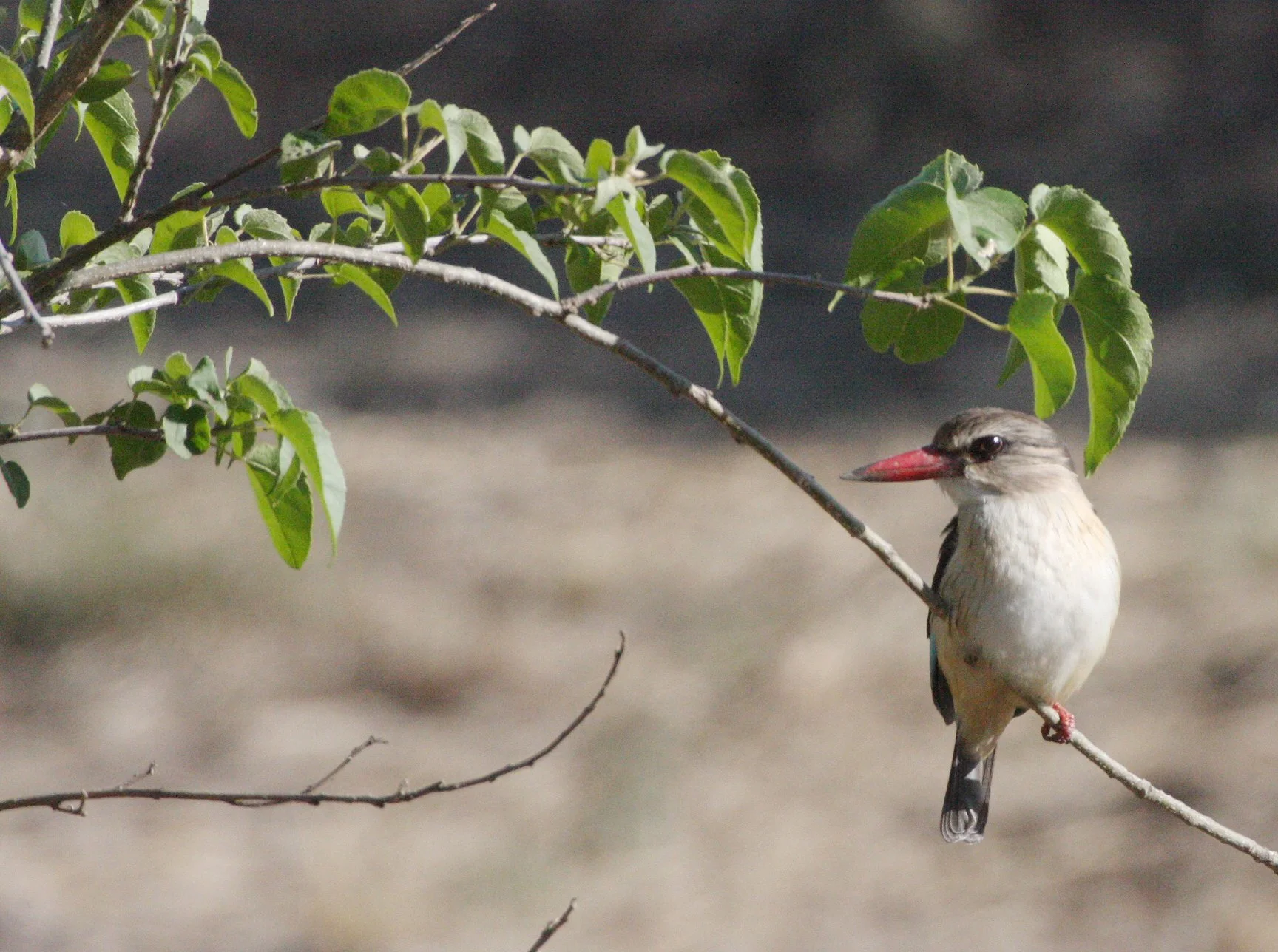 Halcyon albiventris - BROWN-HOODED KINGFISHER - KRUGER NATIONAL PARK SOUTH AFRICA (15).JPG