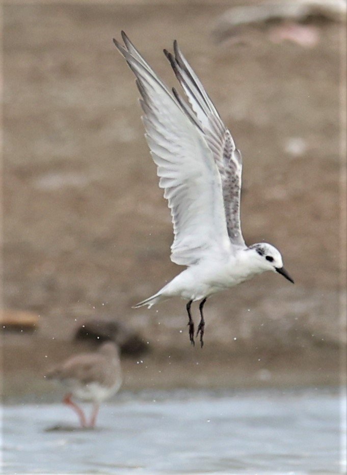 TERN - COMMON TERN - Sterna hirundo - BANG PAKONG SALT PANS CHACHOENGSAO WEST OF RIVER (21).jpg