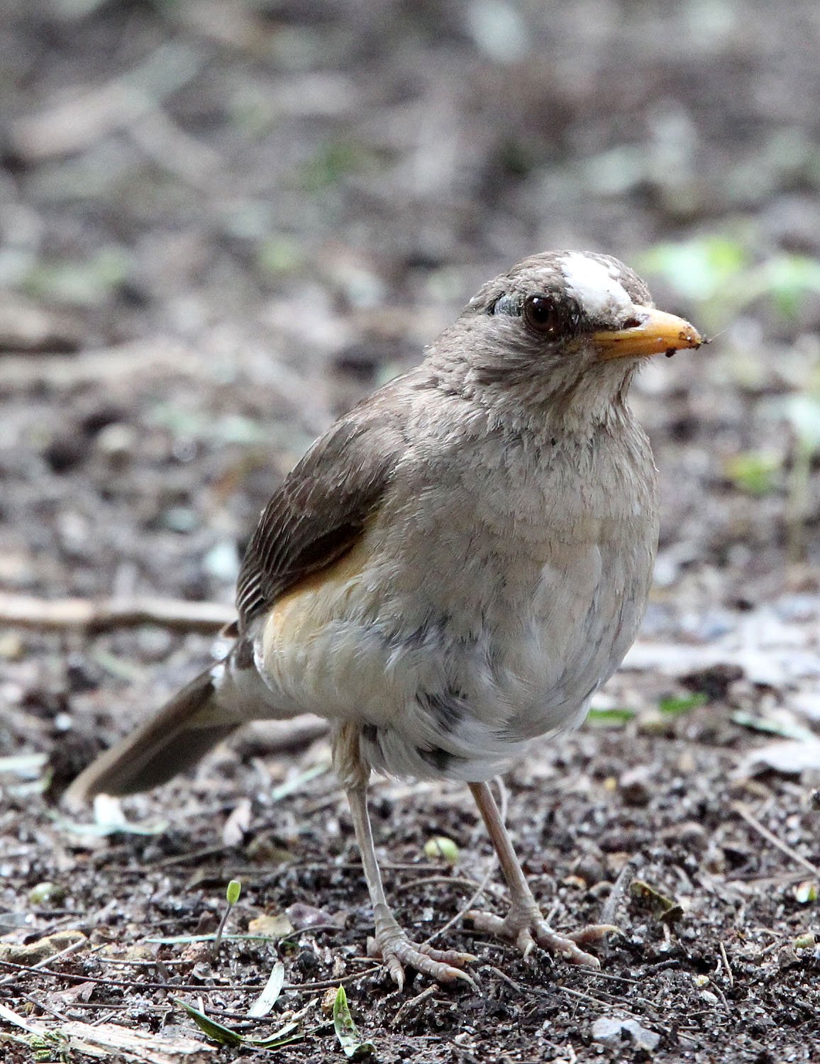 African Thrush (Turdus pelios) Ziway Lake Ethiopia (2).JPG