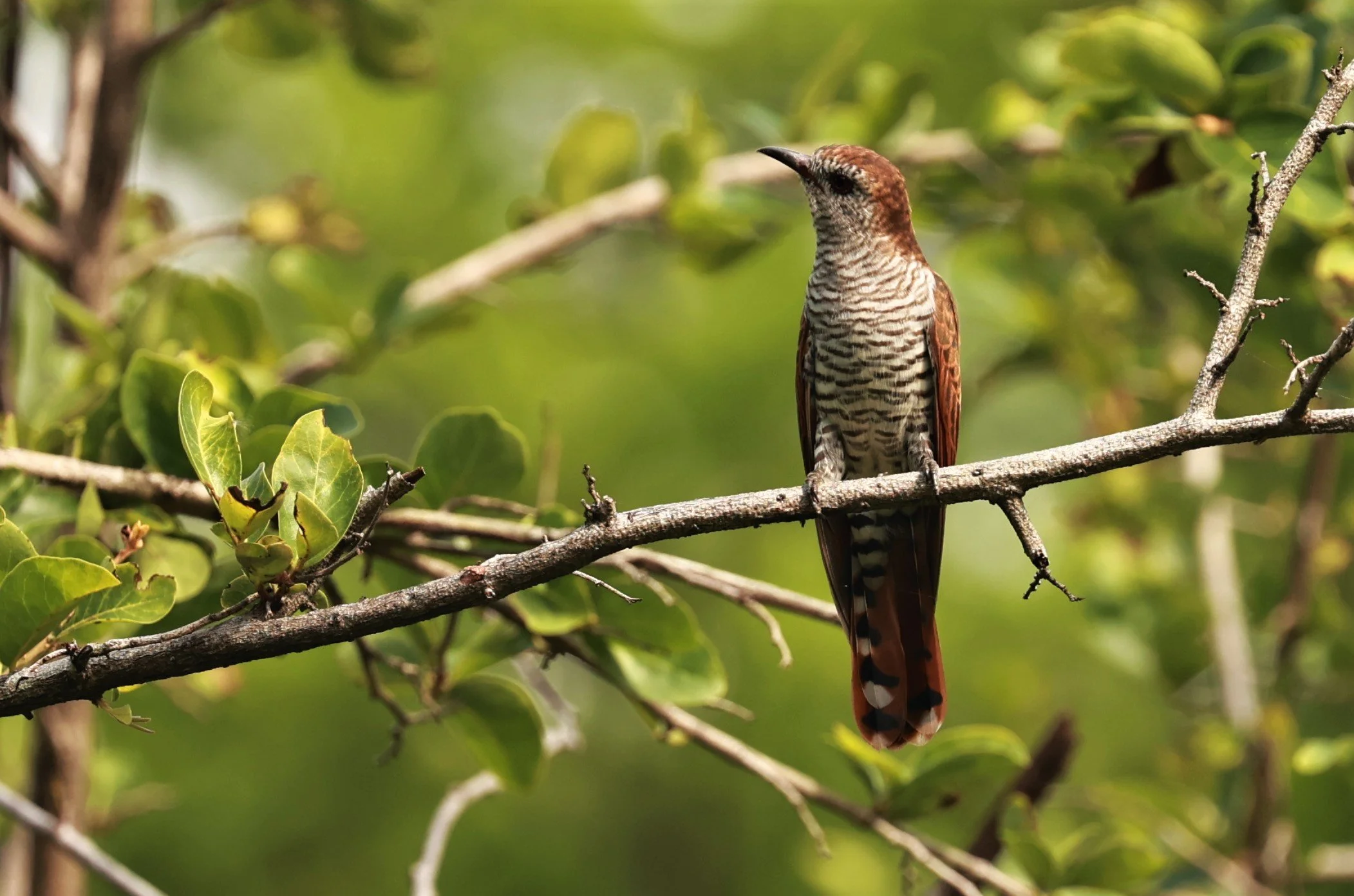 Violet Cuckoo (Chrysococcyx xanthorhynchus) Rama IX Park Bangkok (69).jpg