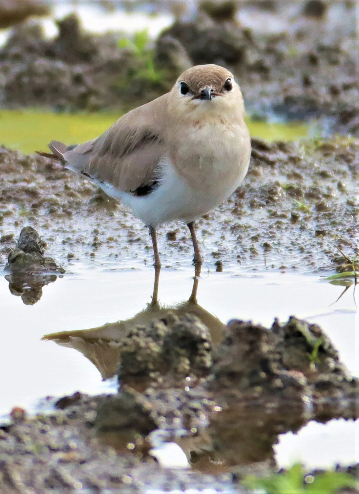 PRATINCOLE - SMALL PRATINCOLE - Glareola lactea - BANG KHAEM NAKHON PATHOM (35).jpg