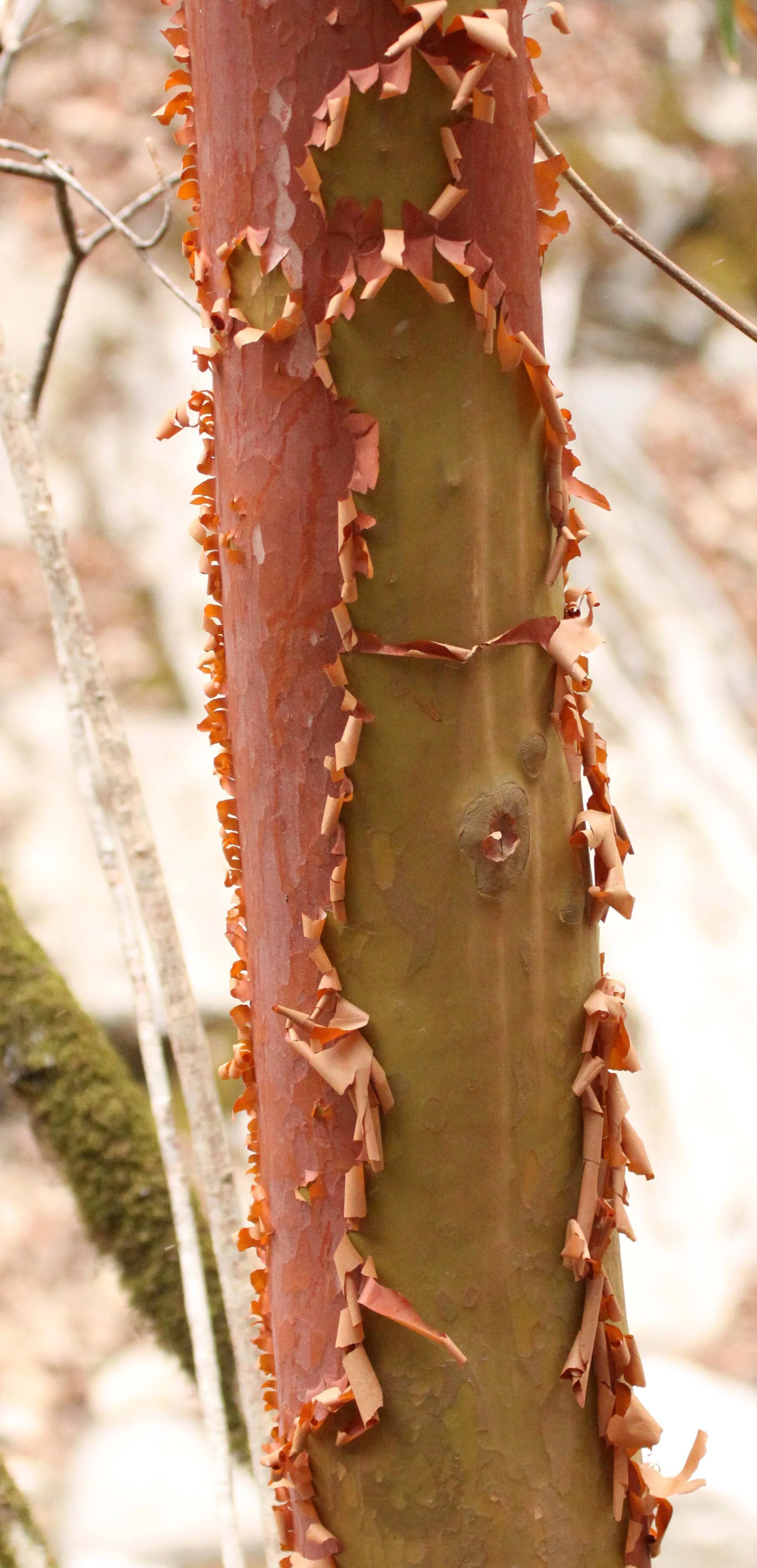 FOPING NATURE RESERVE - SHAANXI PROVINCE CHINA (109).JPG
