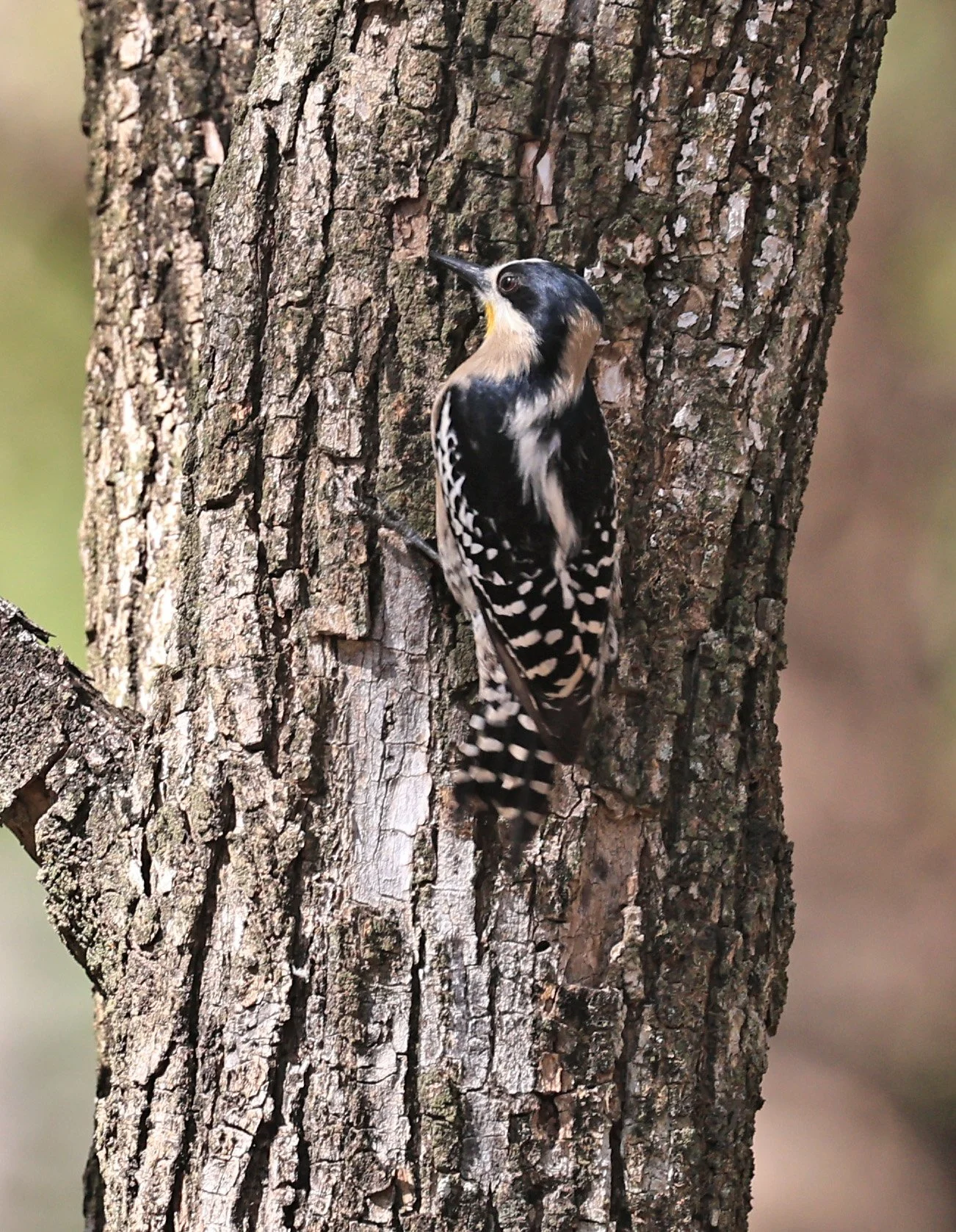 White-fronted Woodpecker (Melanerpes cactorum) Hotel Campestre Iparoma Paraguay (4).jpg