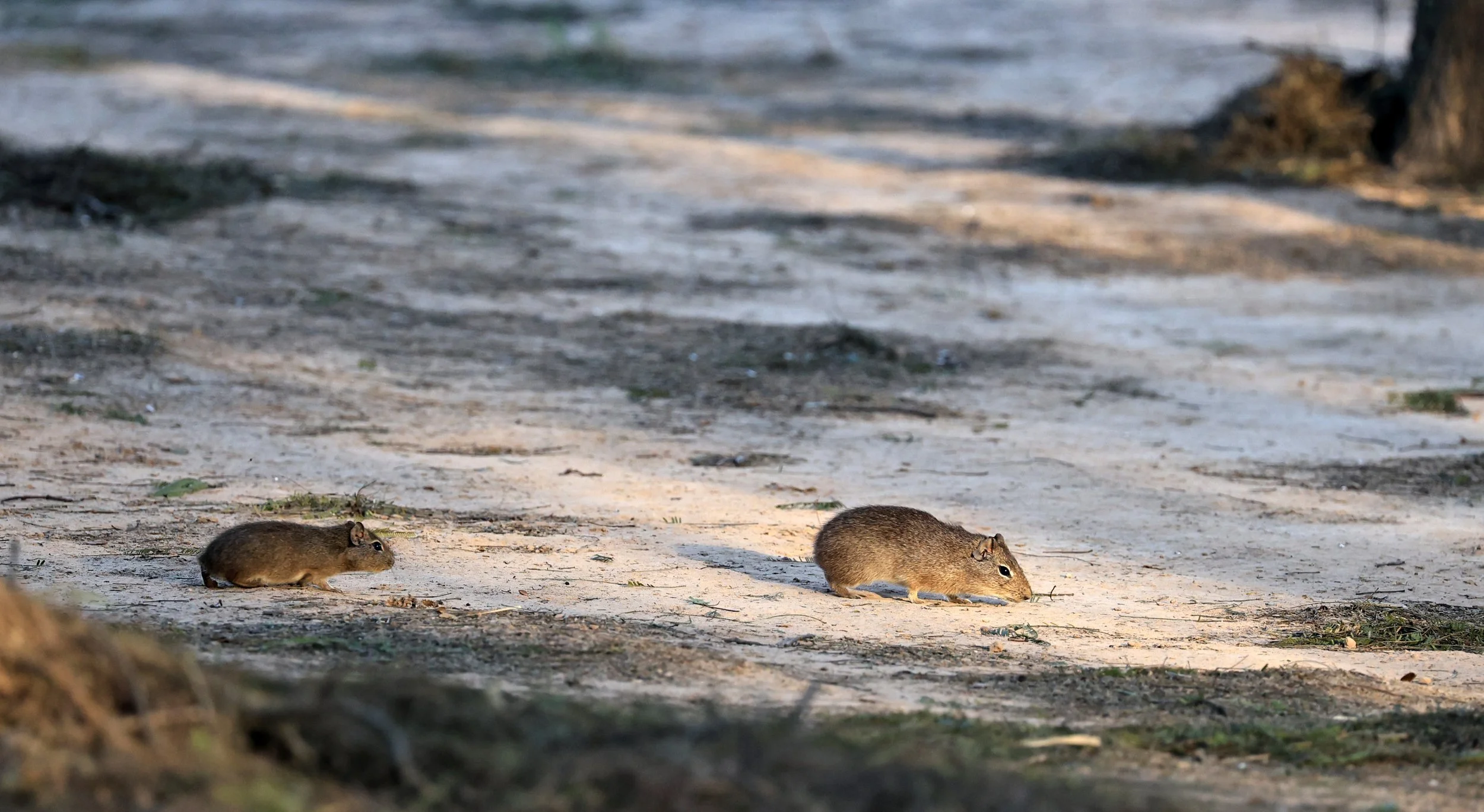Lowland Yellow-Toothed Cavy (Galea leucoblephara) Hotel Iparoma Campestre Paraguay (37).jpg