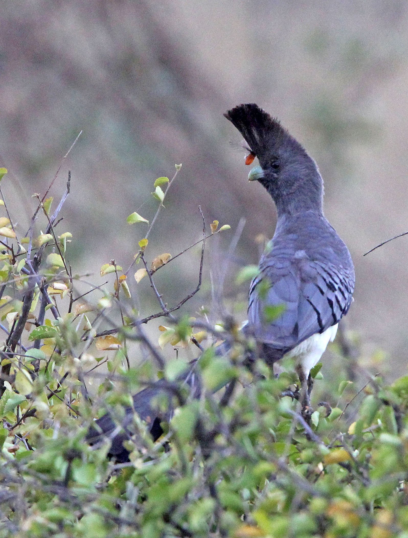 White-bellied Go-away-bird (Crinifer leucogaster) Samburu NP Kenya (4).JPG