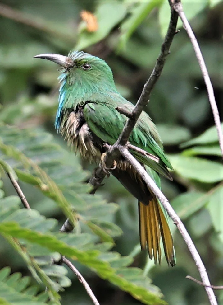 BEE-EATER - BLUE-BEARDED BEE-EATER - Nyctyornis amictus - KAENG KRACHAN NATIONAL PARK 16 OCT 2021 (35).jpg