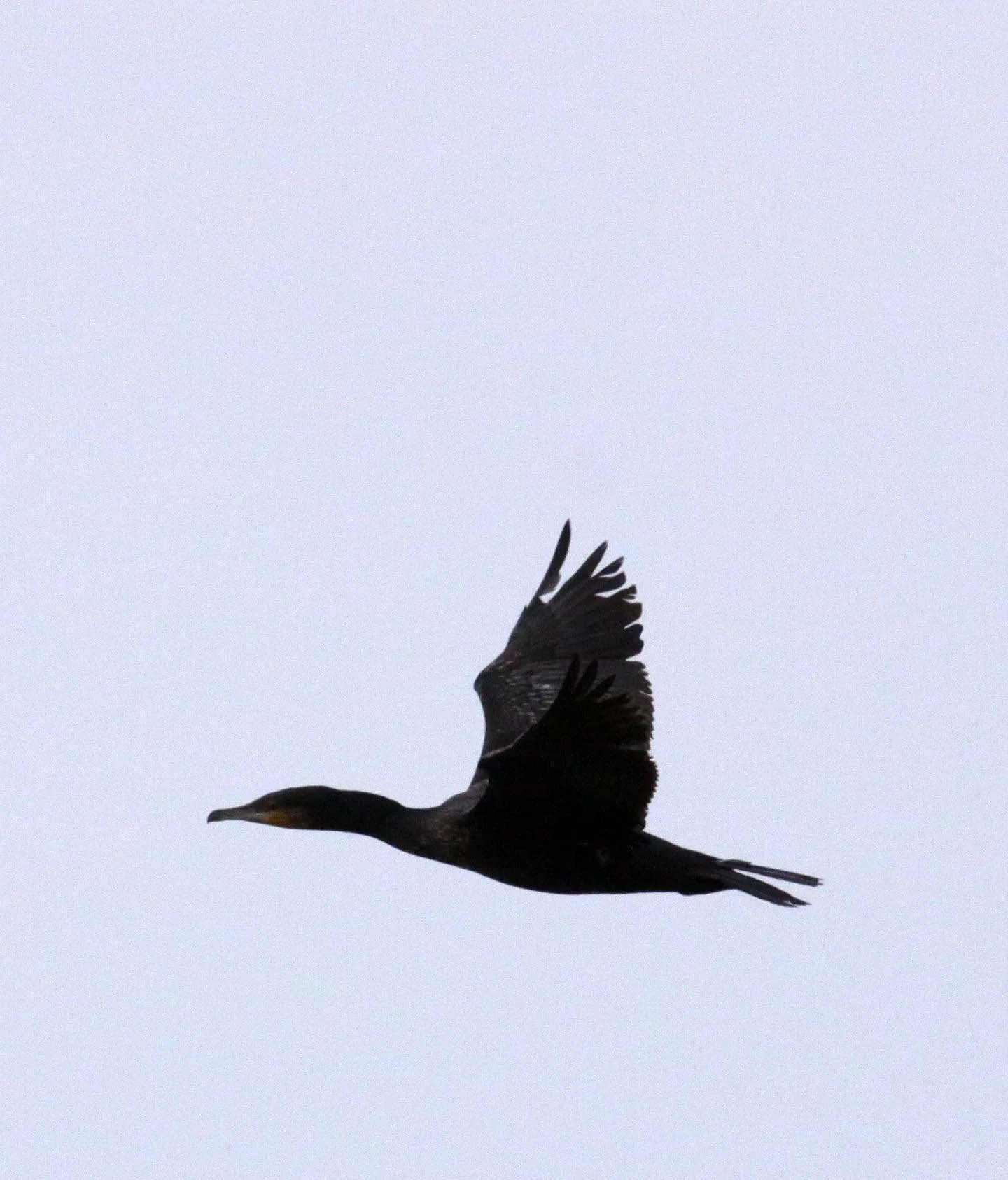 Phalacrocorax carbo - Great Cormorant - Yancheng China (1).JPG