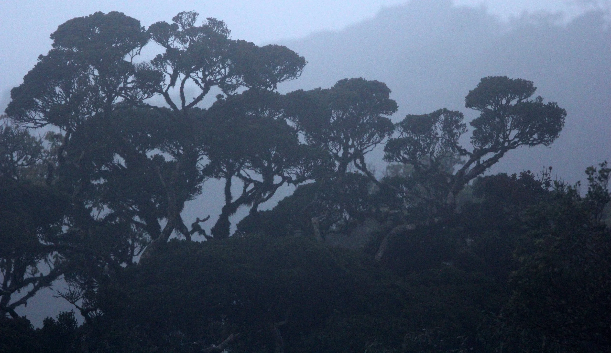 HORTON PLAINS NATIONAL PARK SRI LANKA (11).JPG