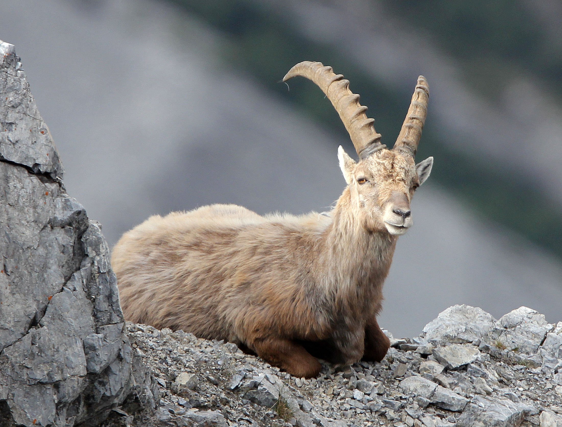 IBEX - ALPINE IBEX - Capra ibex - STELVIO NATIONAL PARK ITALY (163).JPG