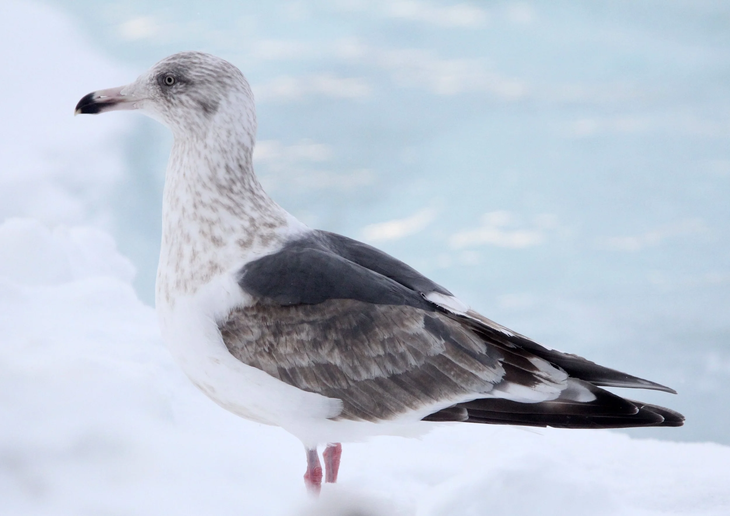 BIRD - GULL - SLATY-BACKED GULL - RAUSU, SHIRETOKO PENINSULA & NATIONAL PARK - HOKKAIDO JAPAN (3).JPG