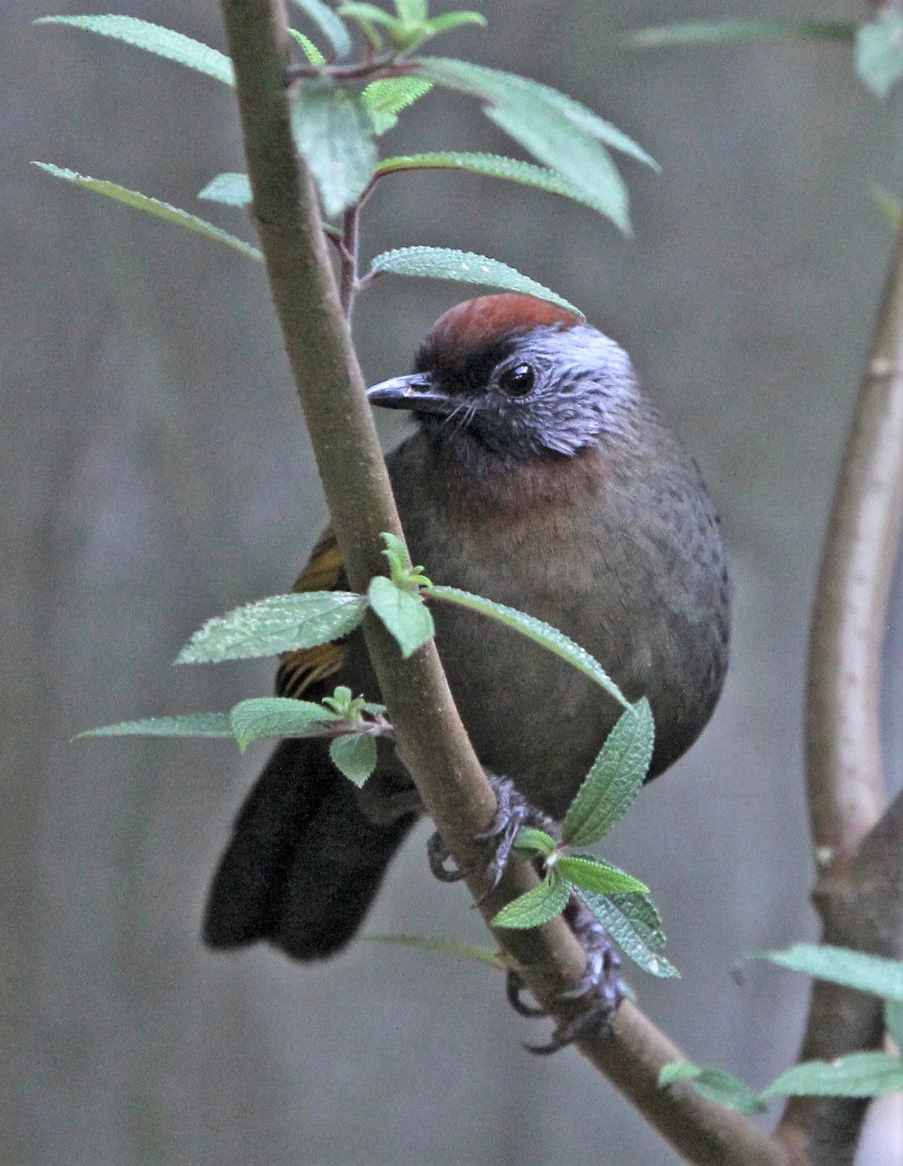 Silver-eared Laughingthrush (Trochalopteron melanostigma)