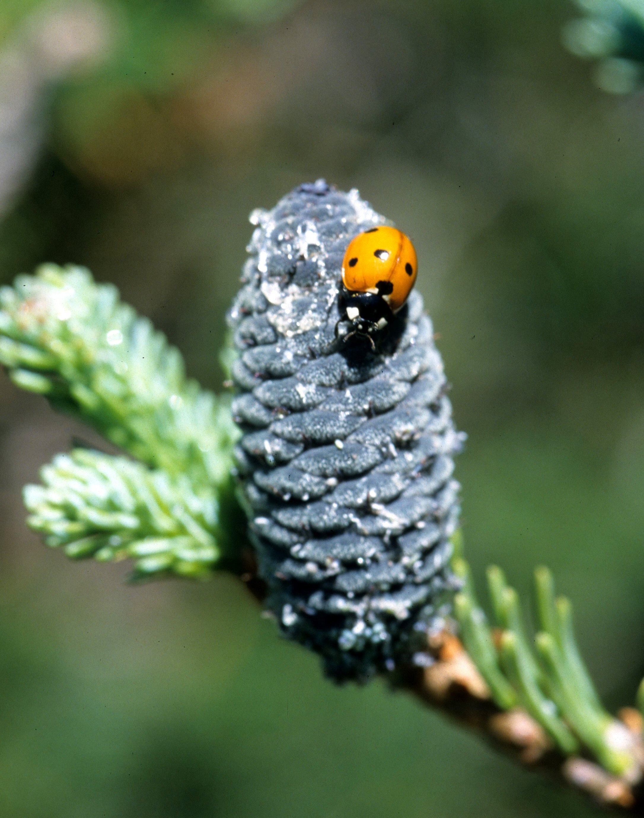 INVERTS - COLEOPTERA - COCCINELID - COCCINELA SPECIES - LADYBIRD BEETLE - DEER PARK ON SUBALPINE FIR CONE.jpg