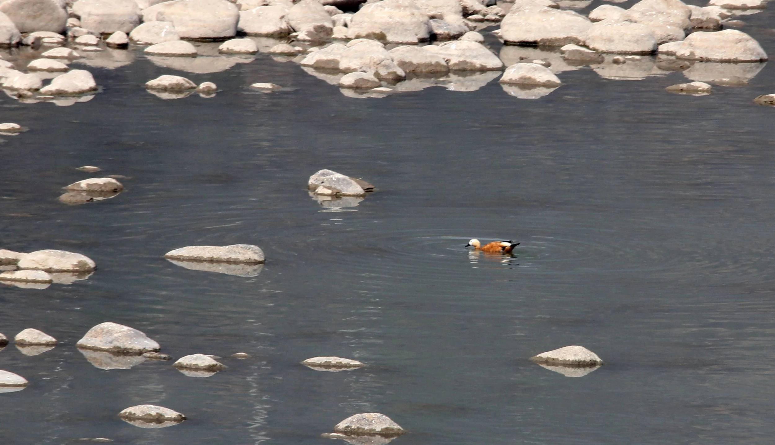 SHELDUCK - RUDDY SHELDUCK  - Tadorna ferruginea - QINGCHUAN AND SURROUNDING AREA - SICHUAN CHINA (1).JPG