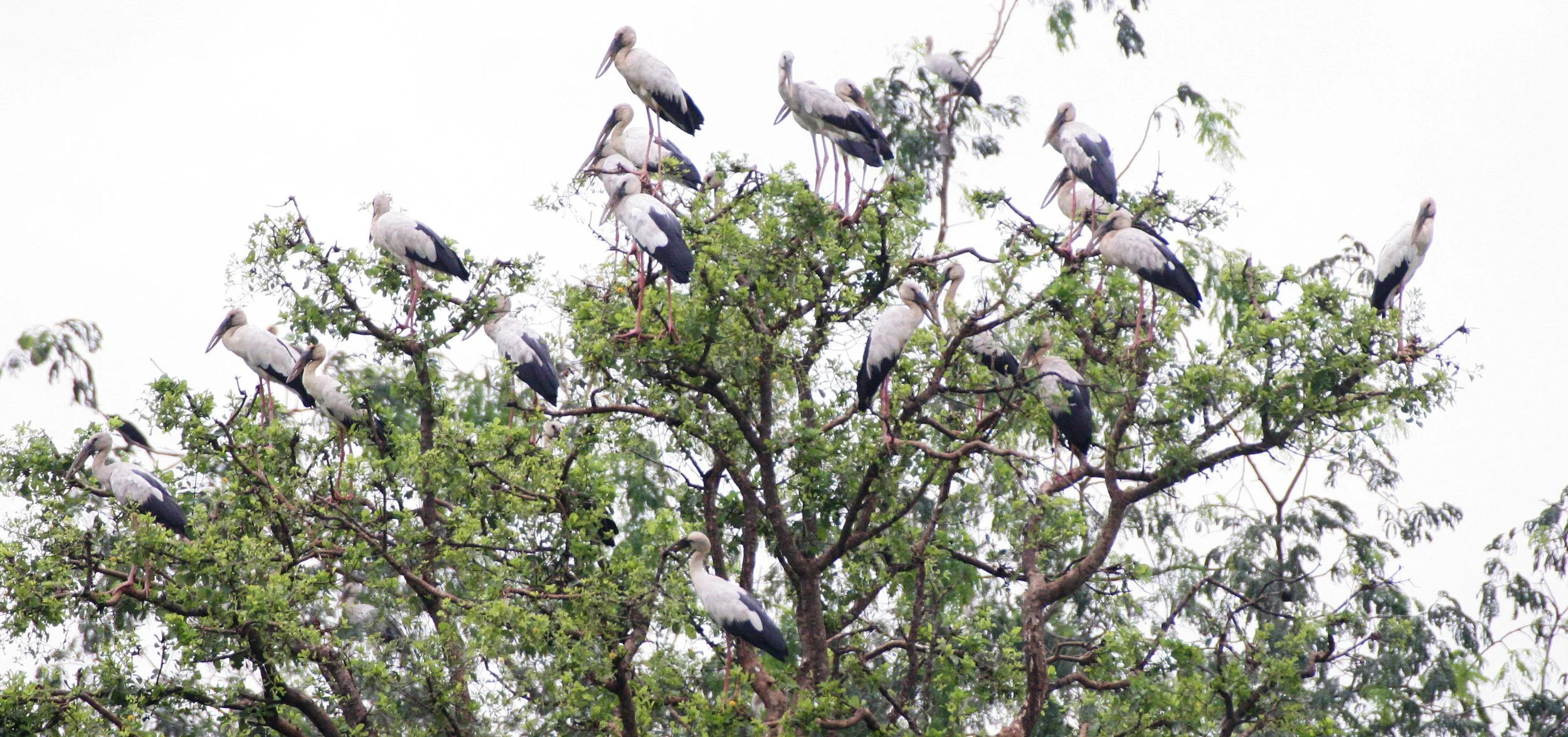 STORK - ASIAN OPENBILL - Anastomus oscitans - BUENG BORAPHET THAILAND (48).JPG