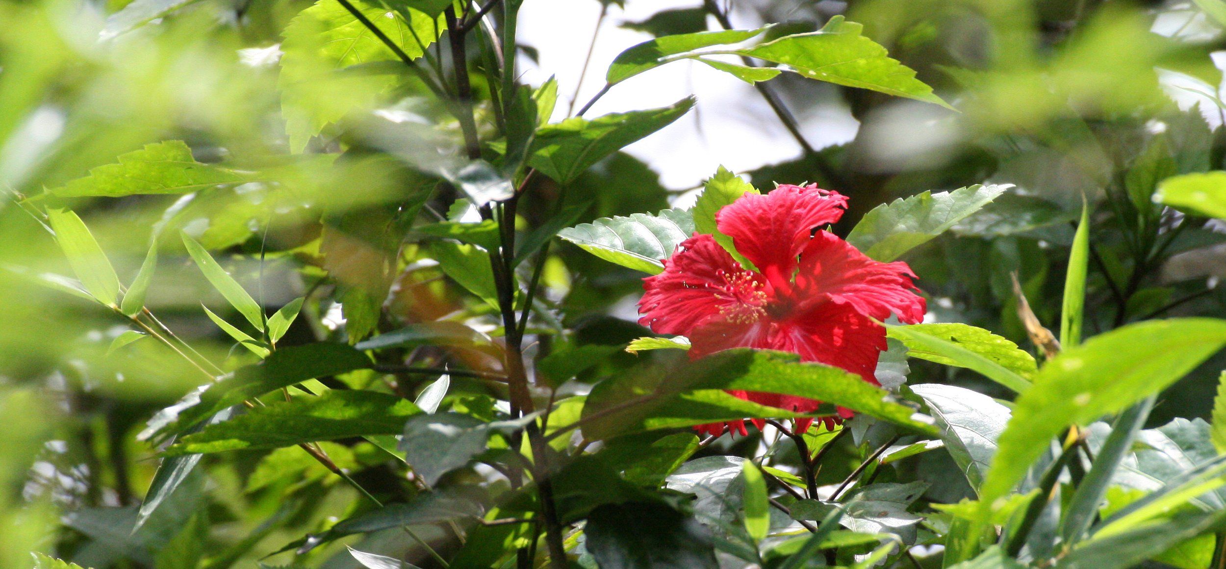 TAIWAN - SUBTROPICAL FOREST - PLANT SPECIES (5).JPG