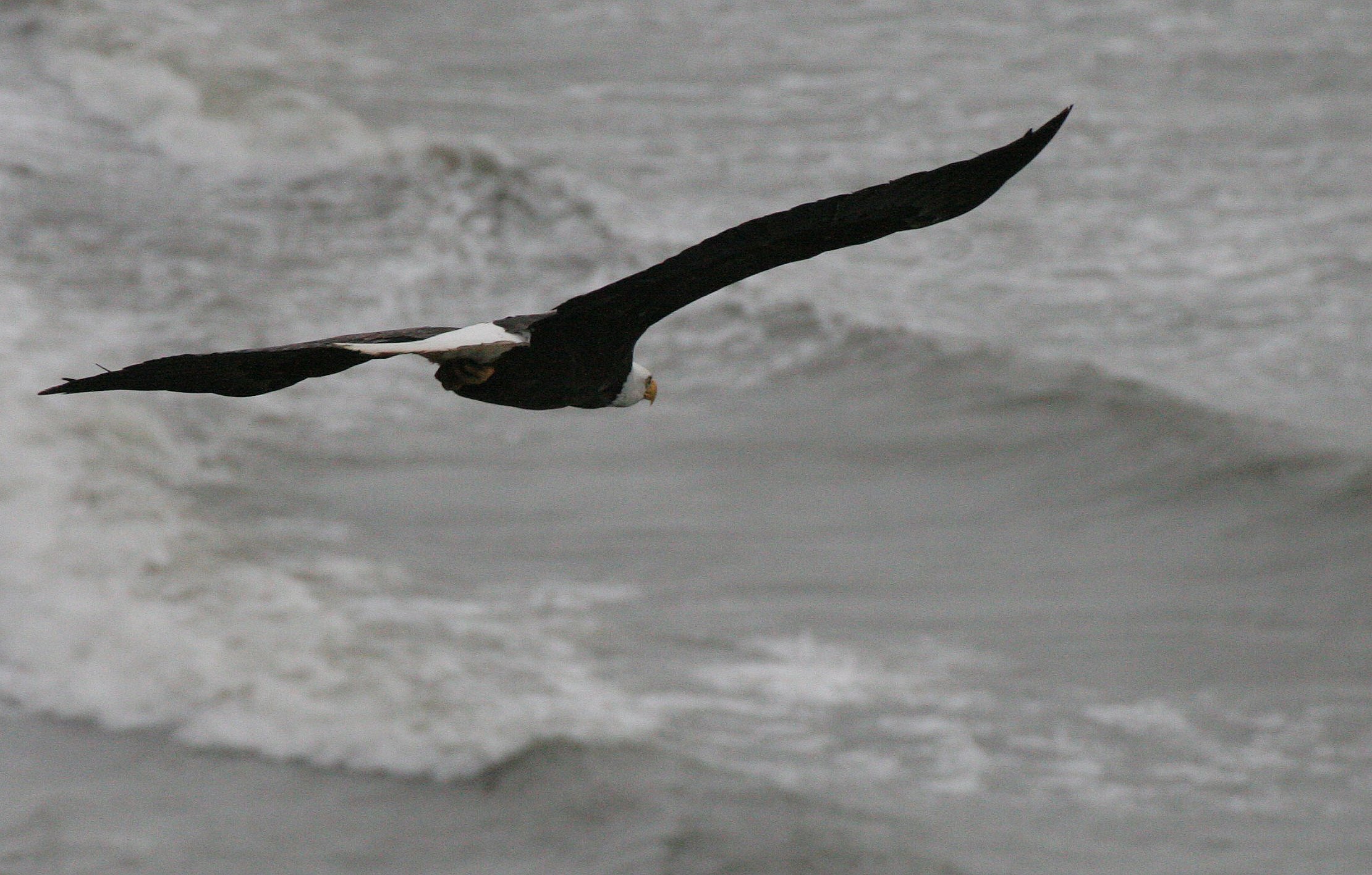 Haliaeetus leucocephalus - AMERICAN BALD EAGLE - LAKE FARM BLUFFS WASHINGTON (296).JPG