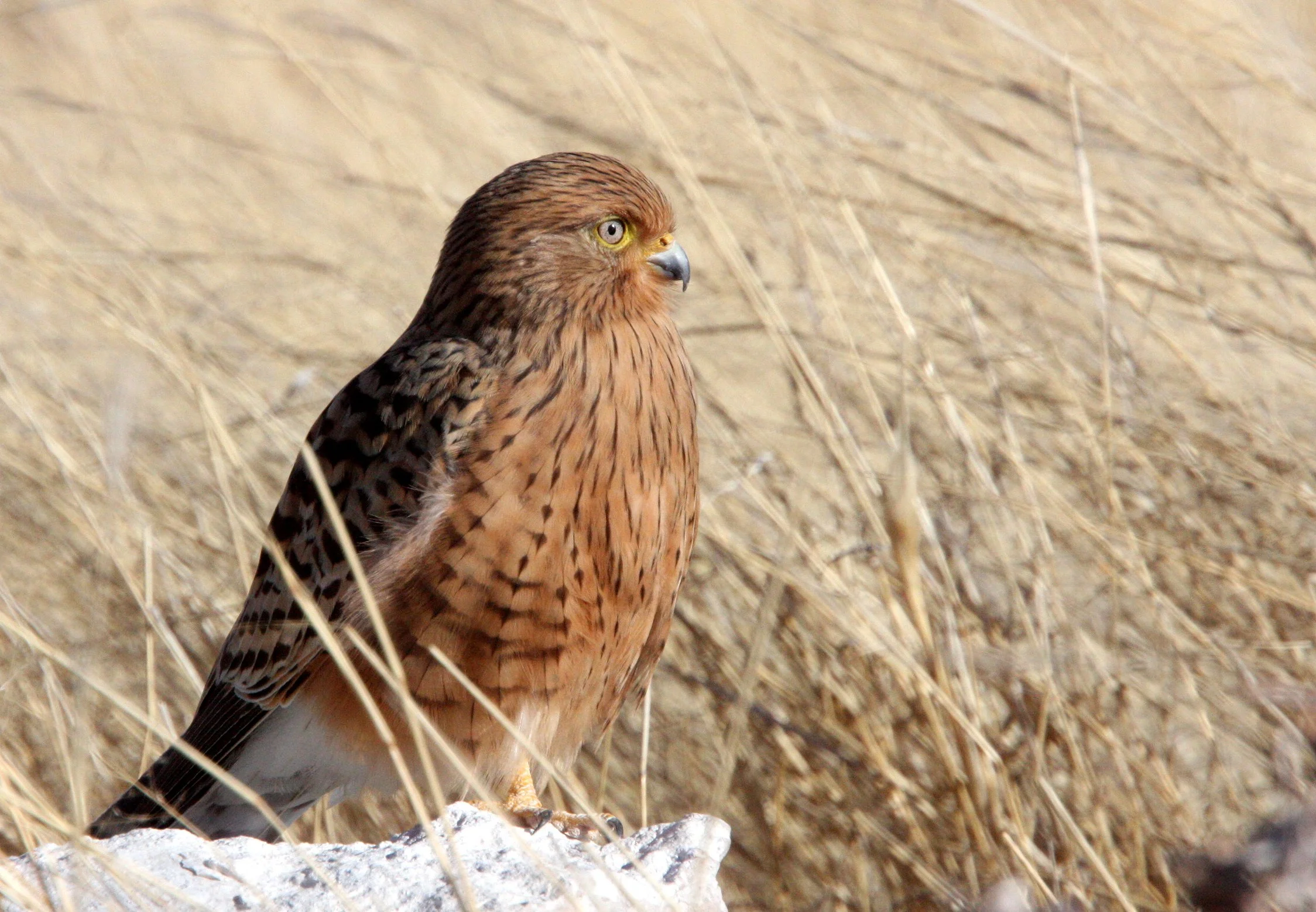 BIRD - KESTREL - GREATER KESTREL - ETOSHA NATIONAL PARK NAMIBIA (17).JPG