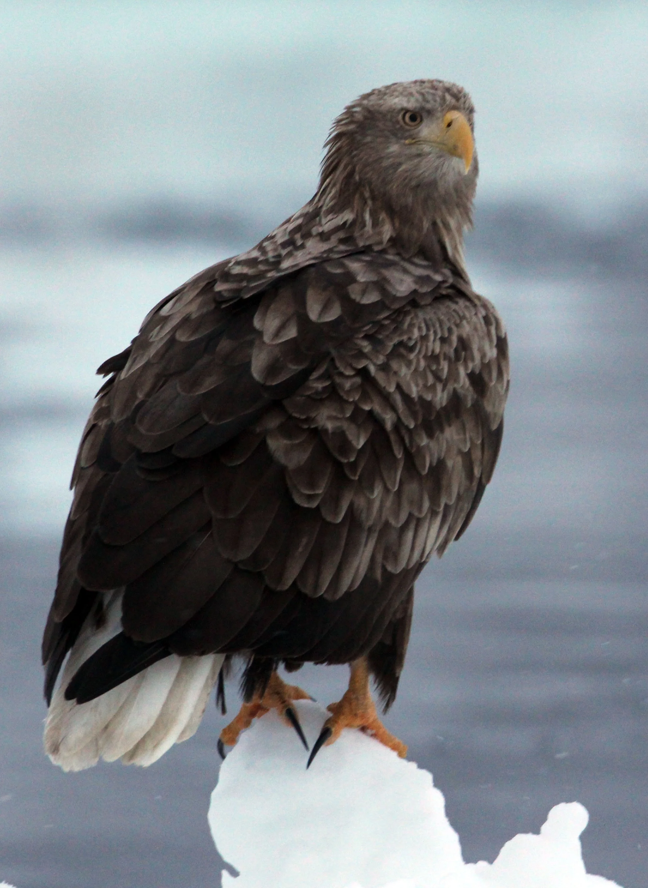 BIRD - EAGLE - WHITE-TAILED EAGLE - RAUSU, SHIRETOKO PENINSULA, HOKKAIDO JAPAN (1).JPG