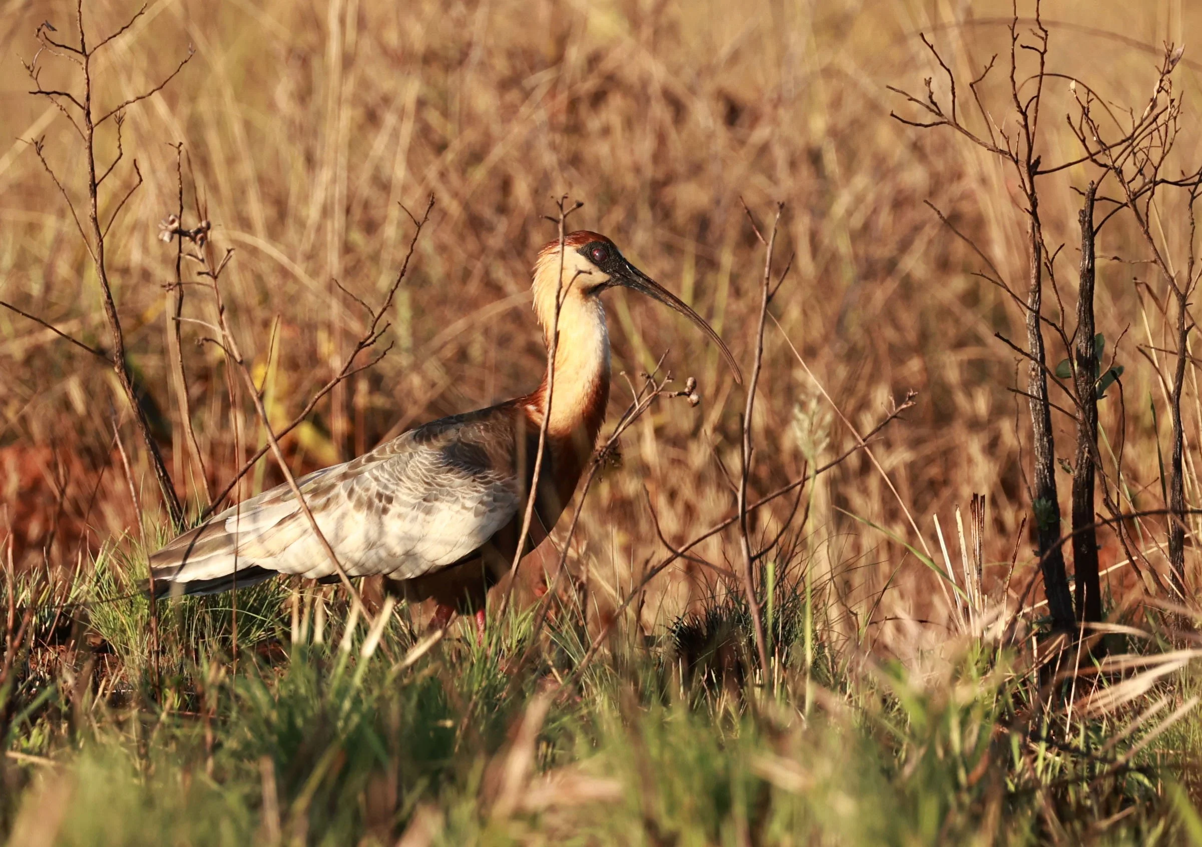Ibis - Buff-necked Ibis - Theristicus caudatus - Emas National Park, Goias Brazil (12).jpg