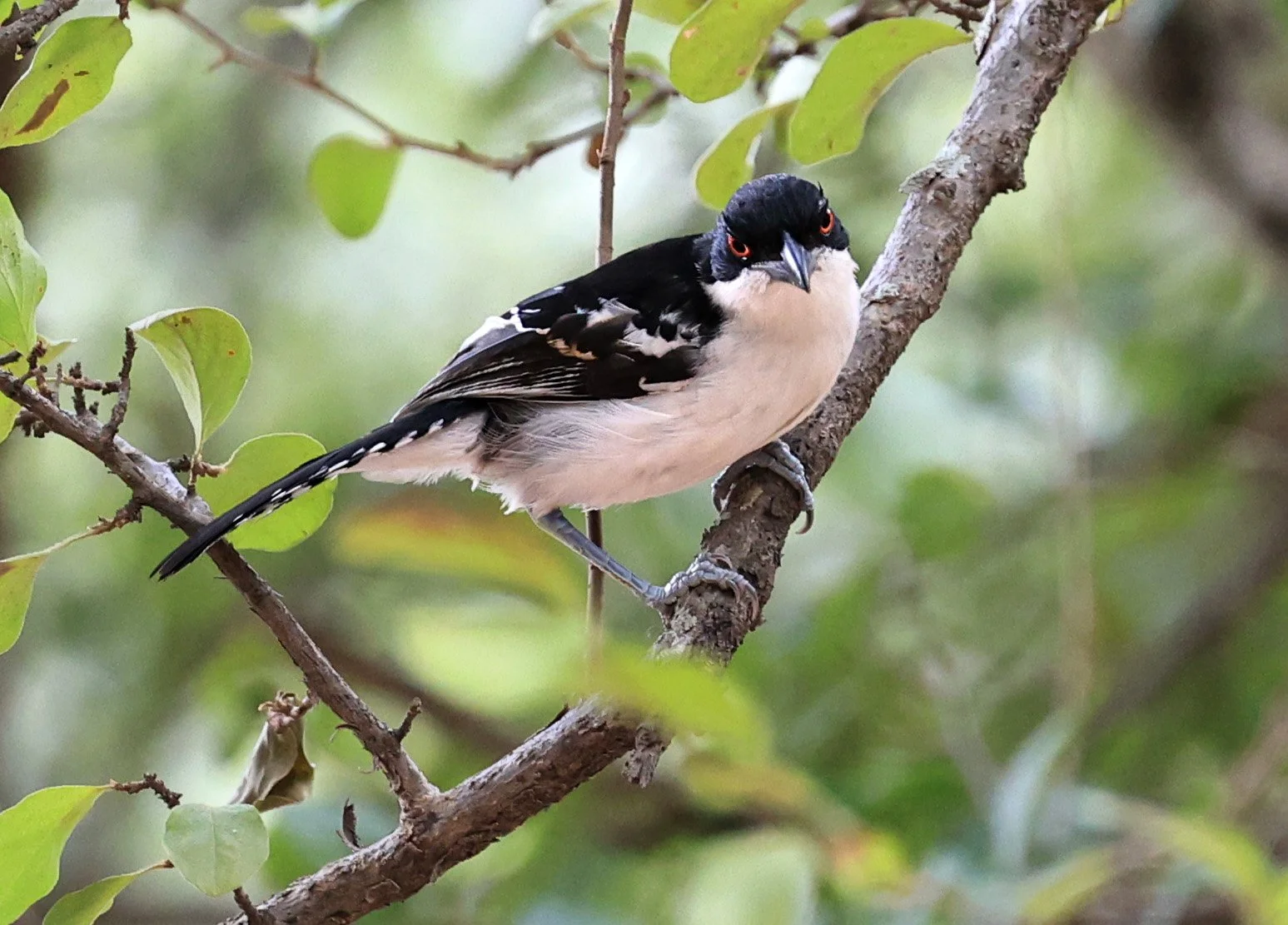 Great Antshrike (Taraba major) Hotel Campestre Iparoma Paraguay (4).jpg