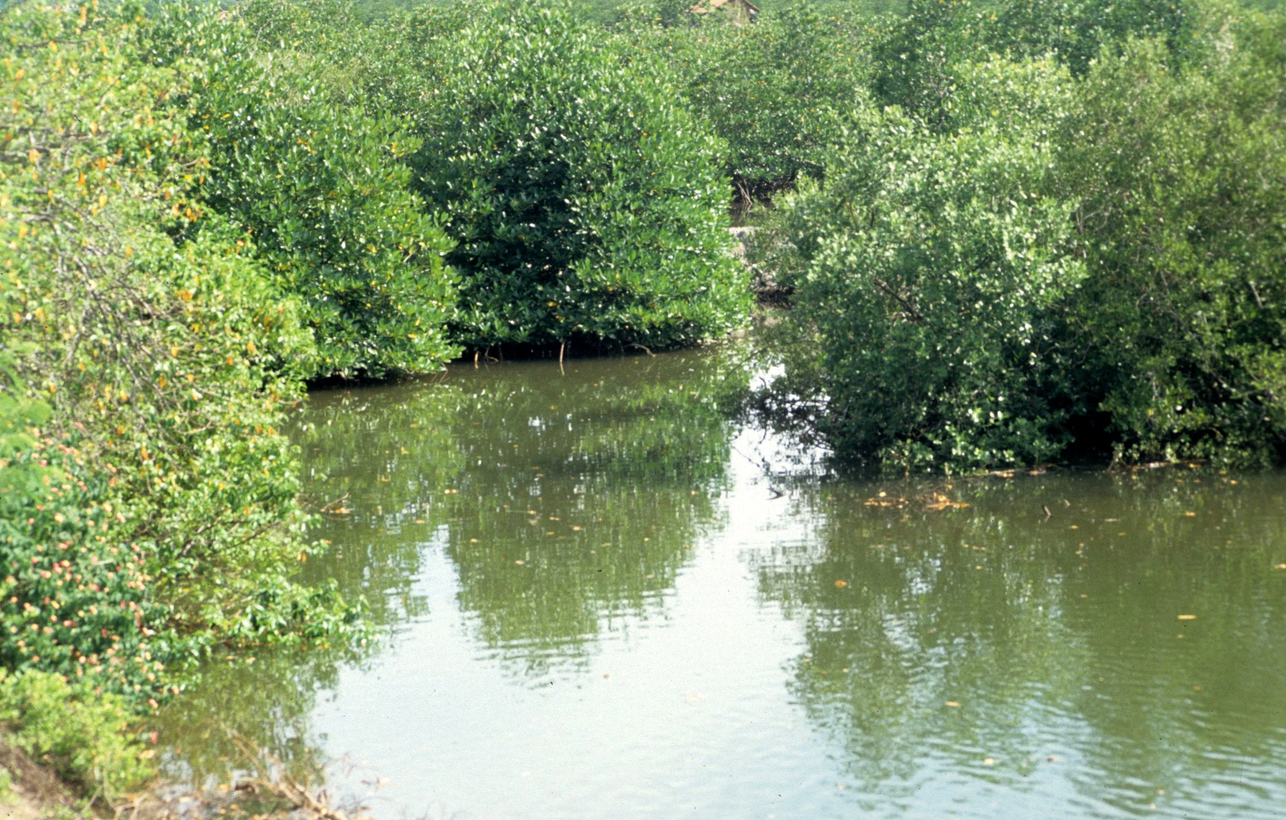 VINH - MANGROVE FOREST.jpg