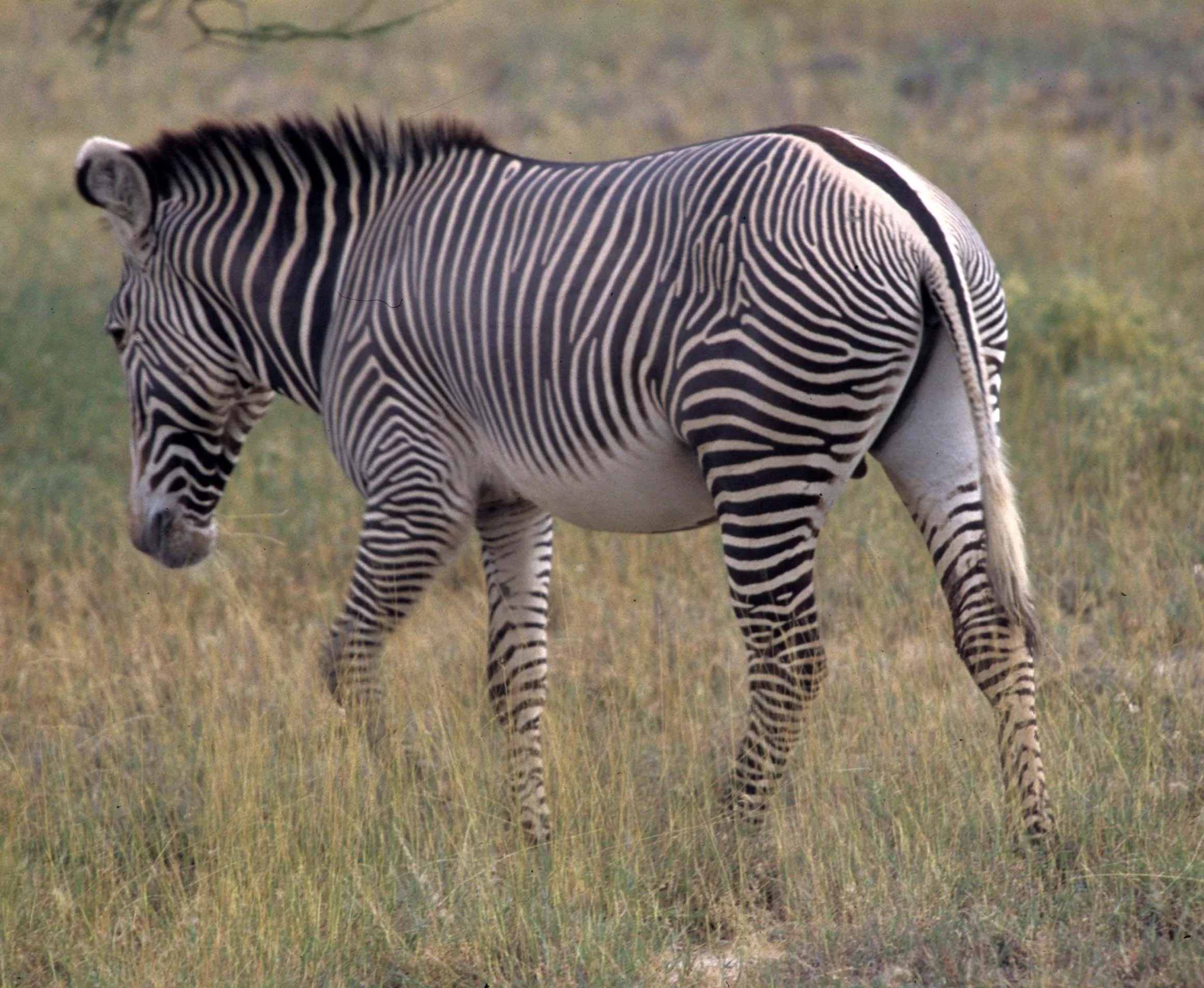 EQUIN - ZEBRA-GREVYS-SHABA (7).jpg