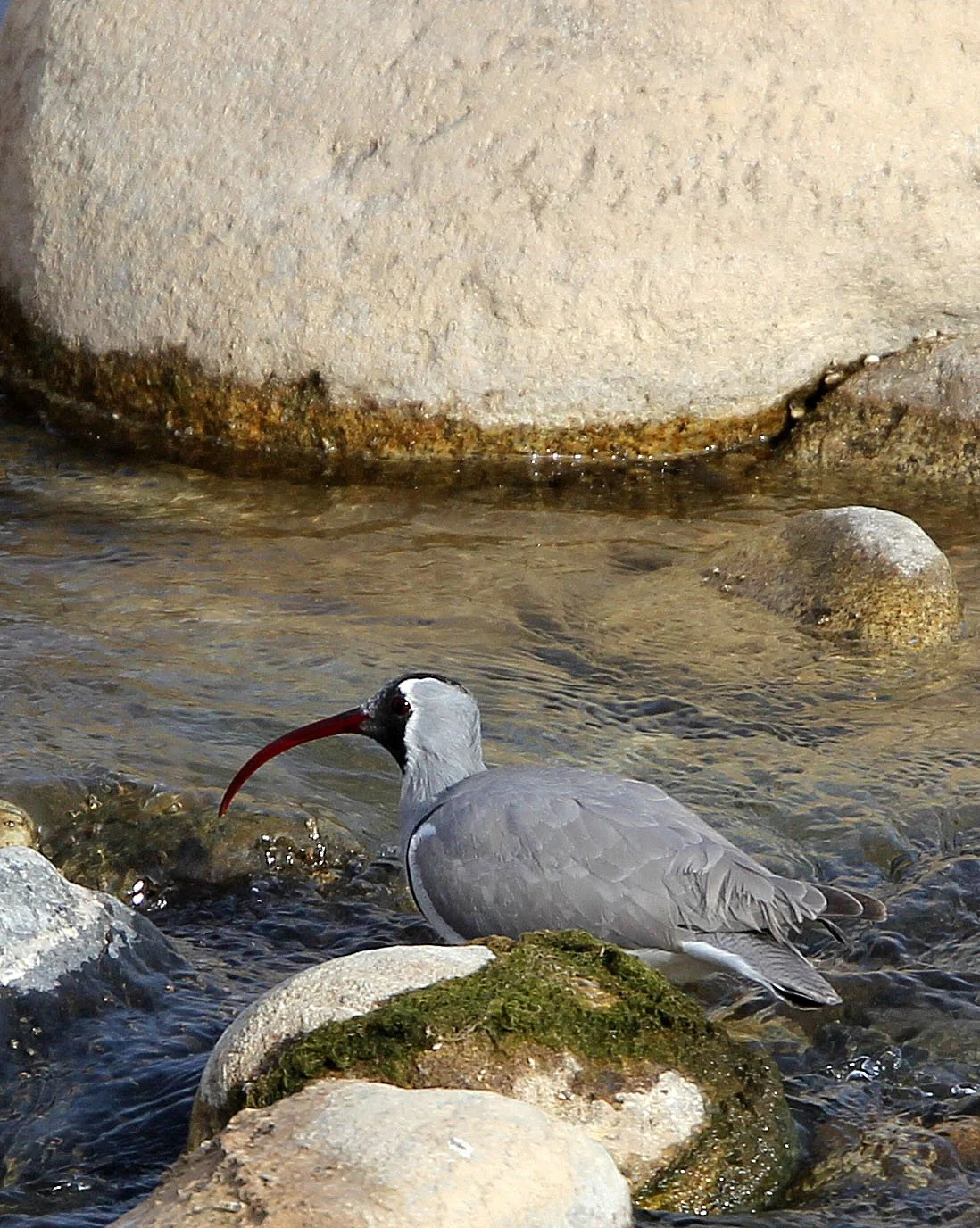BIRD - IBISBILL - FOPING CITY, SHAANXI CHINA (21).JPG