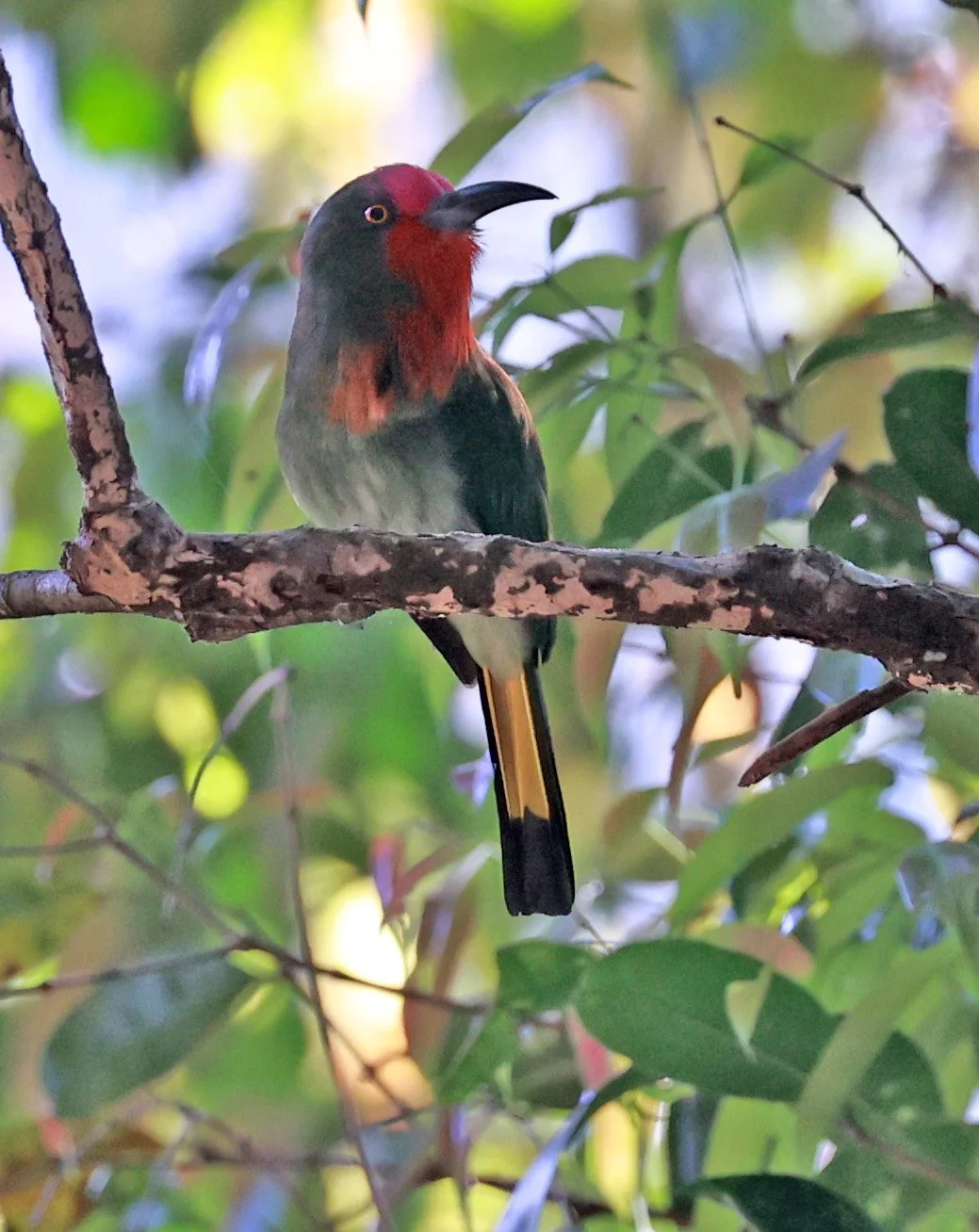 Red-bearded Bee-eater (Nyctyornis amictus) Kaeng Krachan
