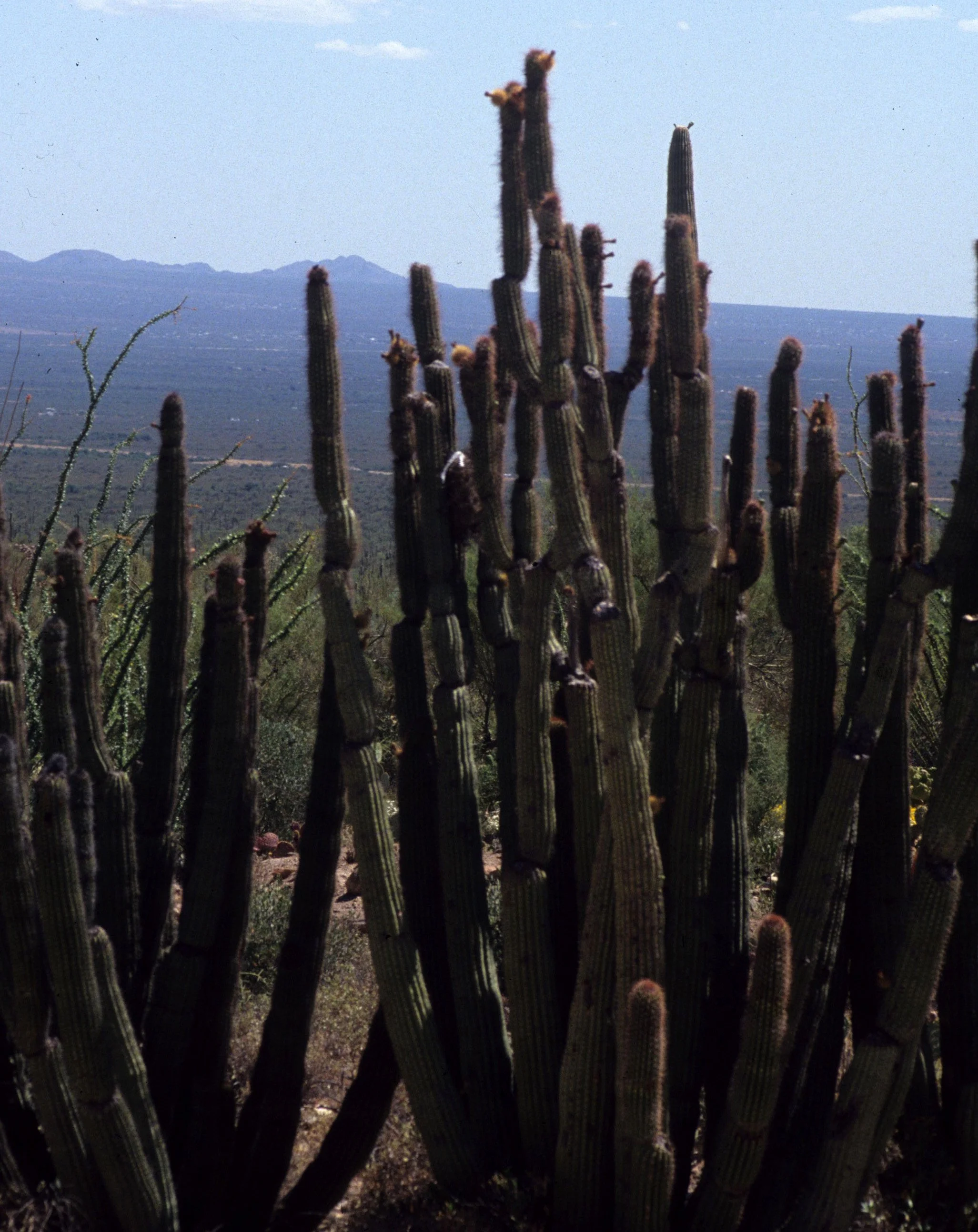 ARIZONA - ORGAN PIPES NP - CEREUS SPECIES.jpg