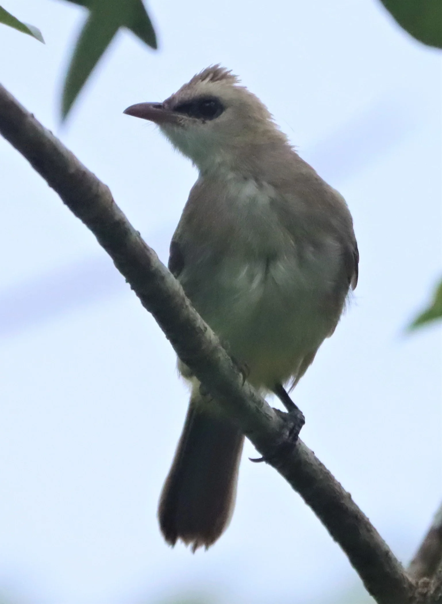Yellow-vented Bulbul (Pycnonotus (goiavier) analis) Thailand — Coke ...