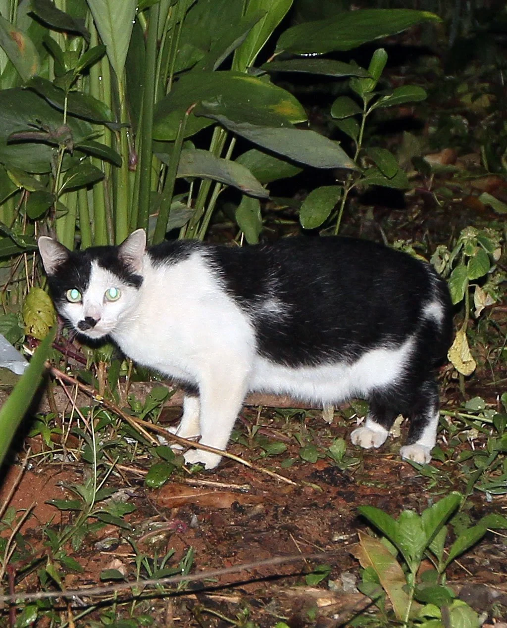 2015 Koh Lanta Summer Misc Images (706).JPG