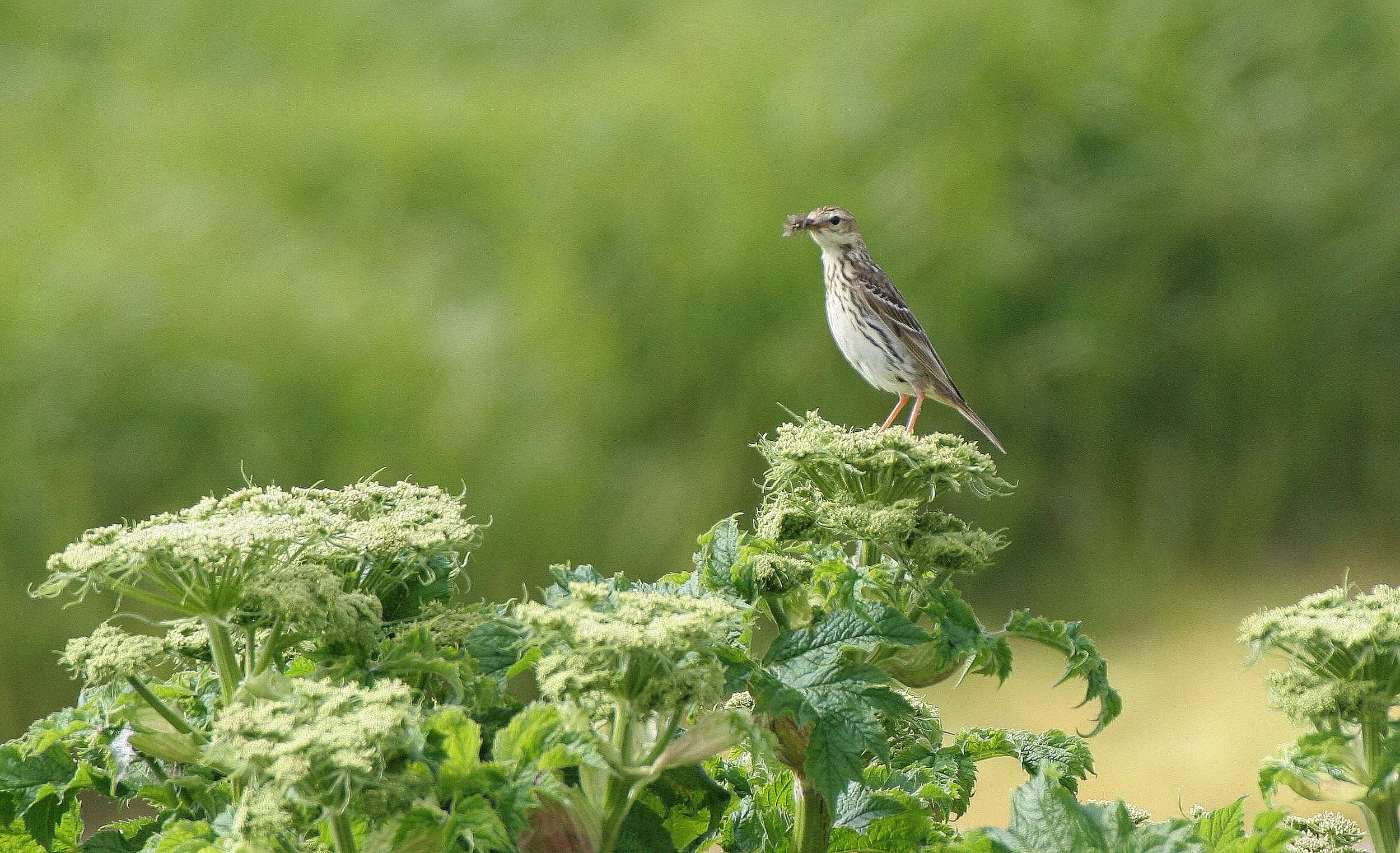 Red-throated Pipit (Anthus cervinus) COMMANDER ISLANDS Russia (3).jpg