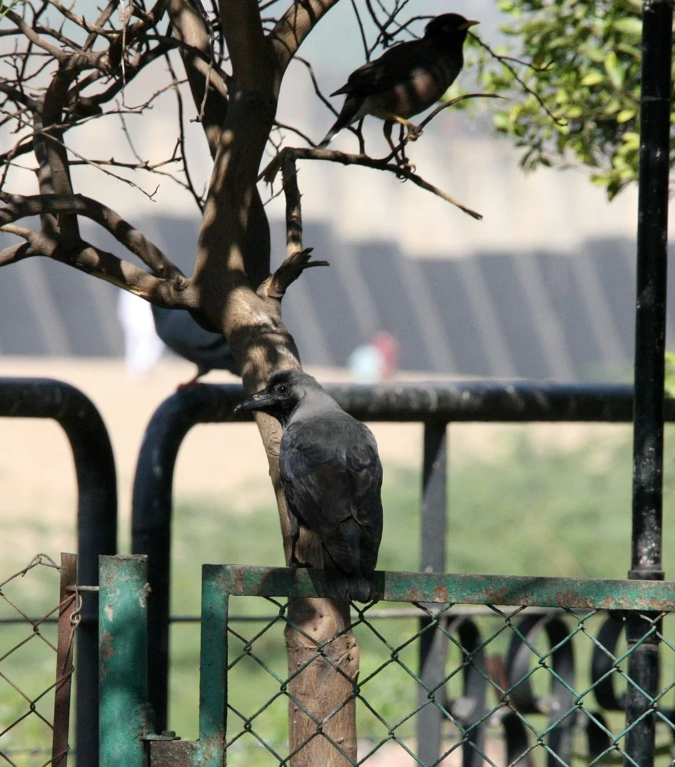 BIRD - CROW - HOUSE CROW - CORVUS SPLENDENS - AHMEDABAD GUJARAT INDIA.JPG